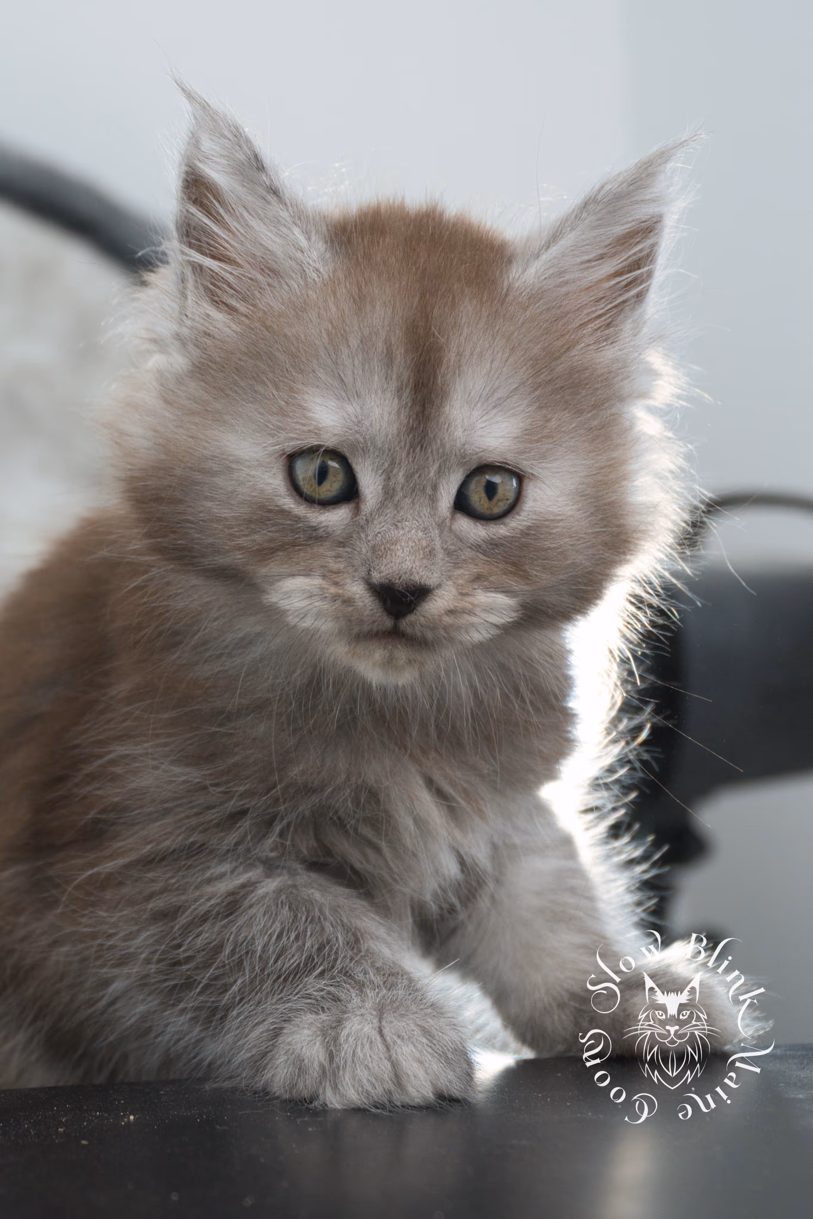 high smoke | high black smoke | maine coon | kitten | taken november 2024 | ems code ns | female | age 6 weeks High Silver Black Smoke Maine Coon Kittens > high smoke | high black smoke | maine coon | kitten | taken november 2024 | ems code ns | female | age 6 weeks | idx 01