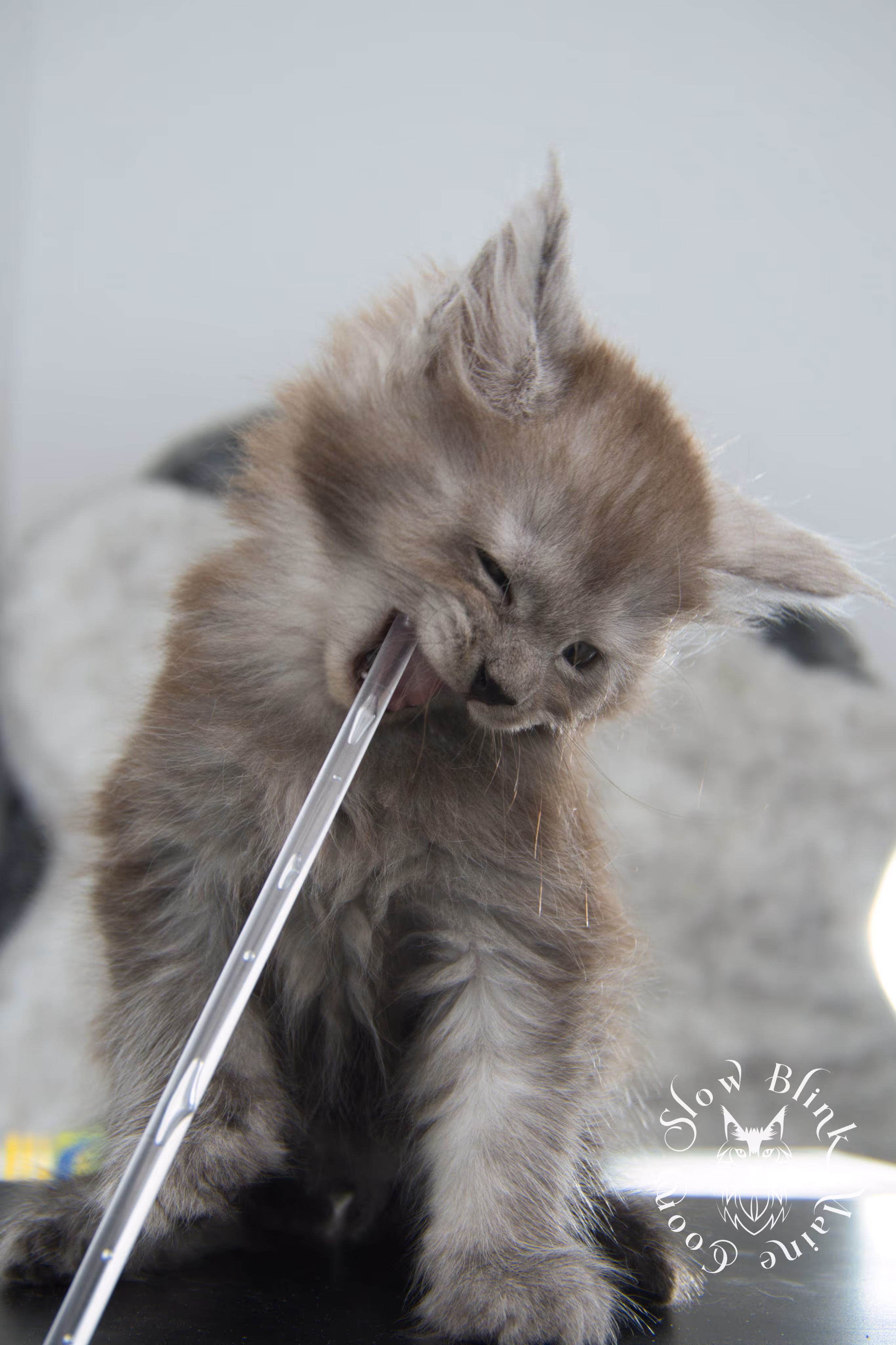 high smoke | high black smoke | maine coon | kitten | taken november 2024 | ems code ns | female | age 6 weeks High Silver Black Smoke Maine Coon Kittens > high smoke | high black smoke | maine coon | kitten | taken november 2024 | ems code ns | female | age 6 weeks | idx 02