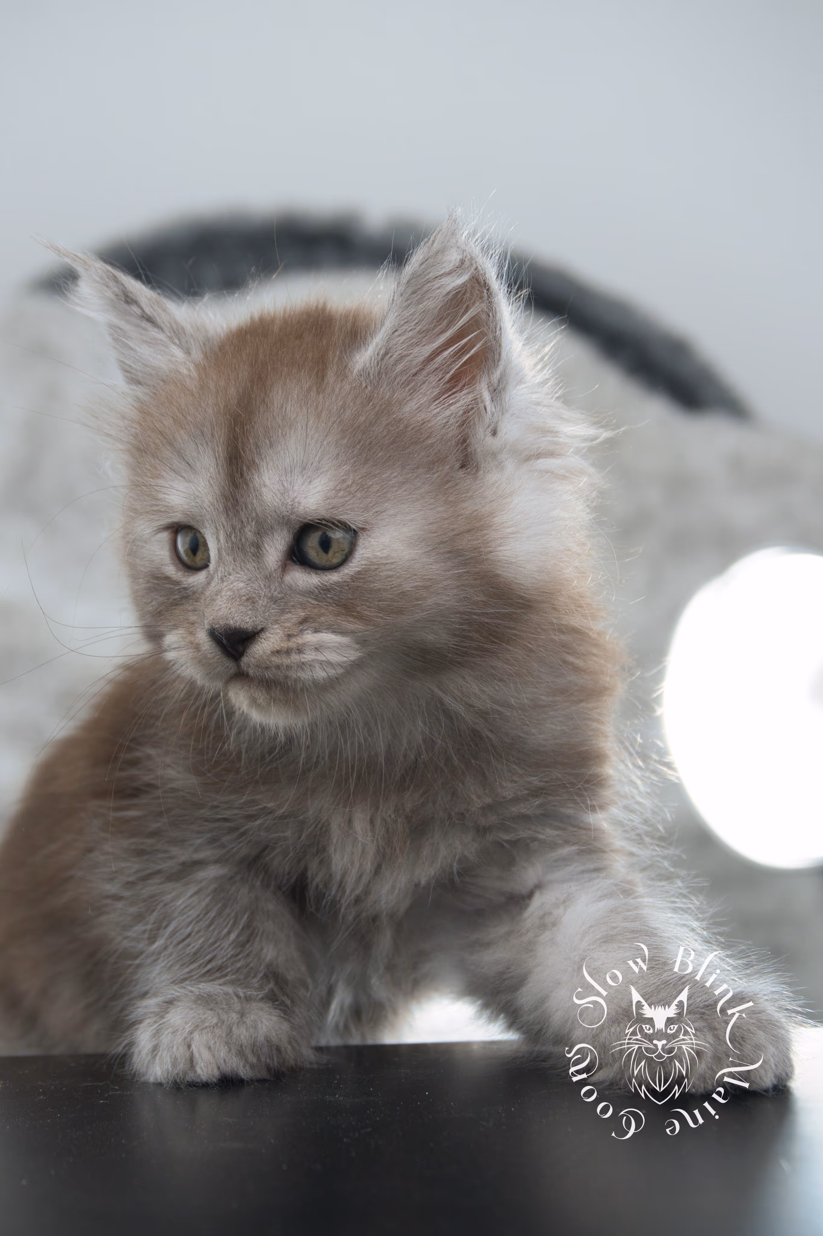 high smoke | high black smoke | maine coon | kitten | taken november 2024 | ems code ns | female | age 6 weeks High Silver Black Smoke Maine Coon Kittens > high smoke | high black smoke | maine coon | kitten | taken november 2024 | ems code ns | female | age 6 weeks | idx 03