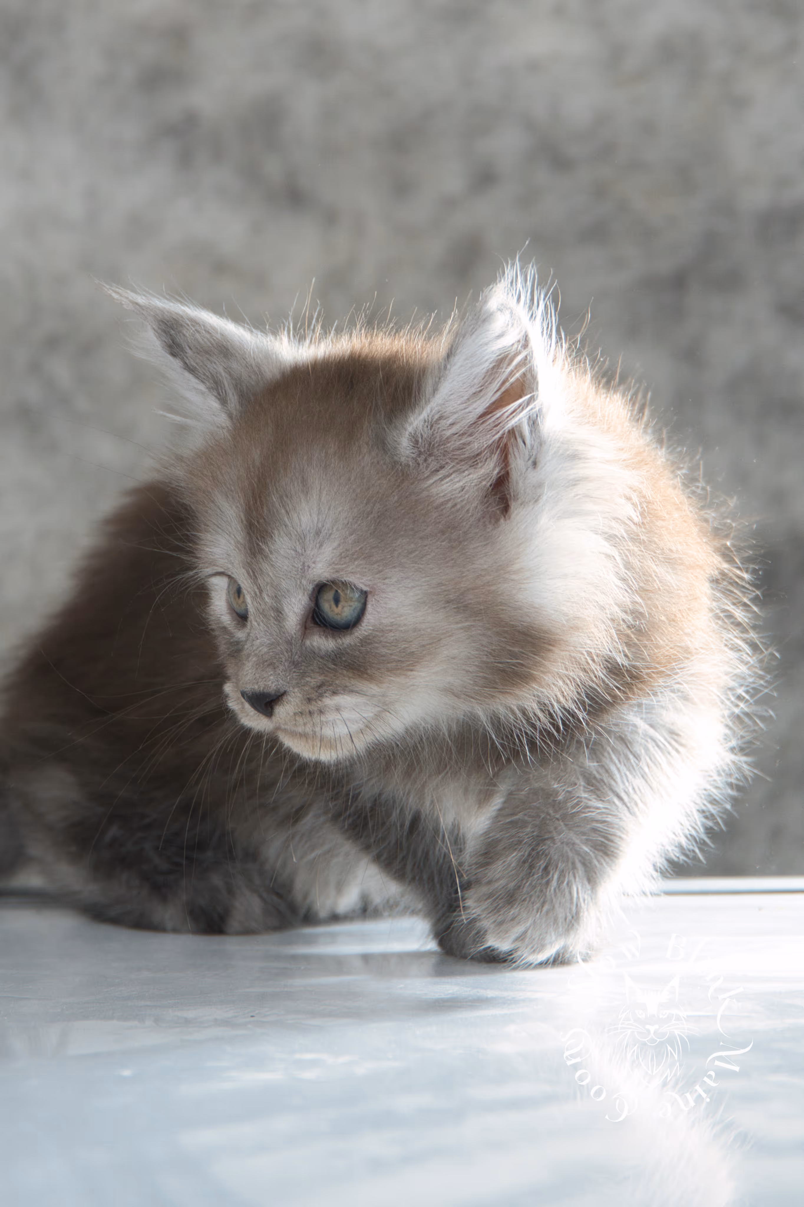 high smoke | high black smoke | maine coon | kitten | taken november 2024 | ems code ns | female | age 6 weeks High Silver Black Smoke Maine Coon Kittens > high smoke | high black smoke | maine coon | kitten | taken november 2024 | ems code ns | female | age 6 weeks | idx 04