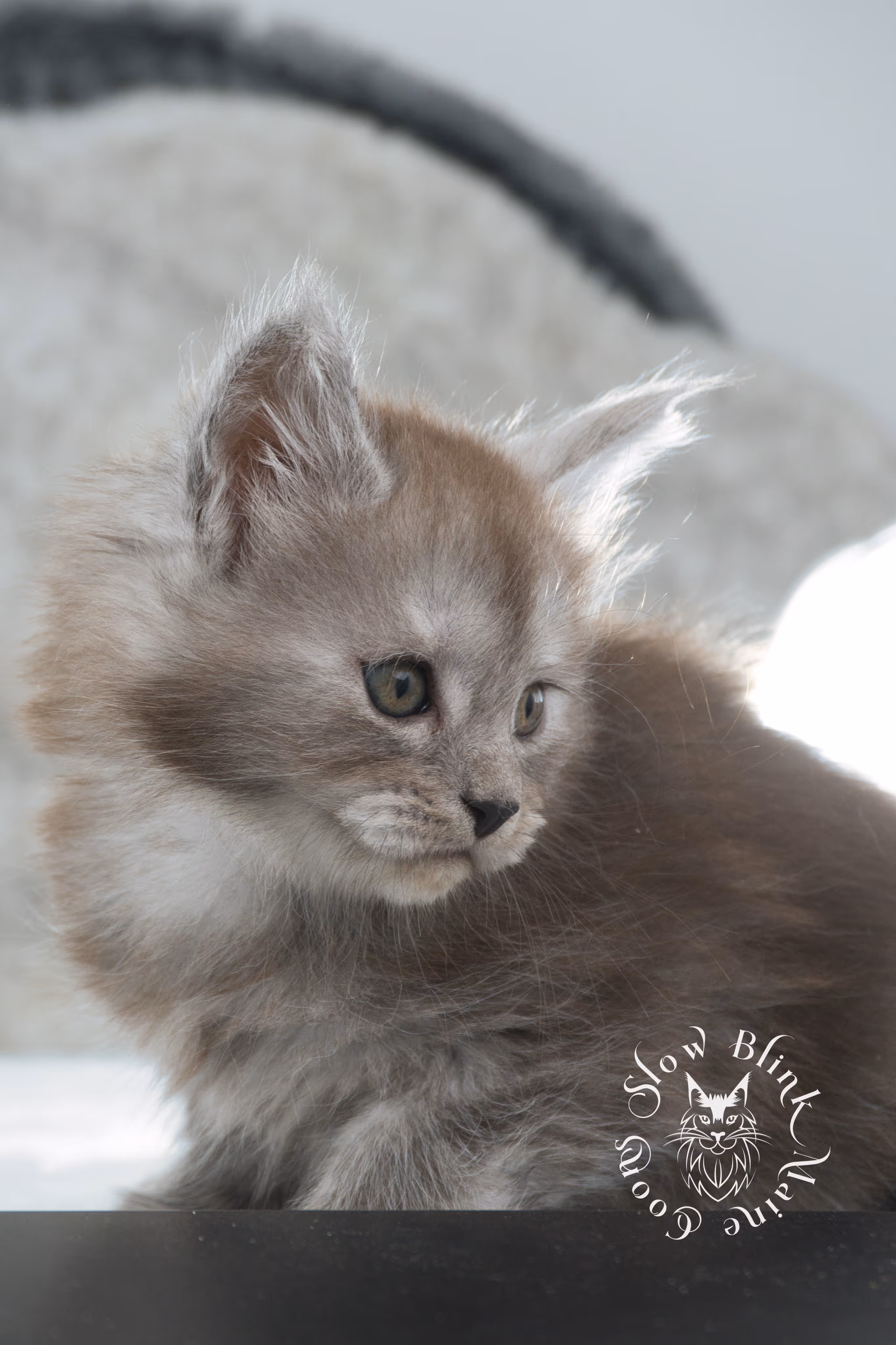 high smoke | high black smoke | maine coon | kitten | taken november 2024 | ems code ns | female | age 6 weeks High Silver Black Smoke Maine Coon Kittens > high smoke | high black smoke | maine coon | kitten | taken november 2024 | ems code ns | female | age 6 weeks | idx 05