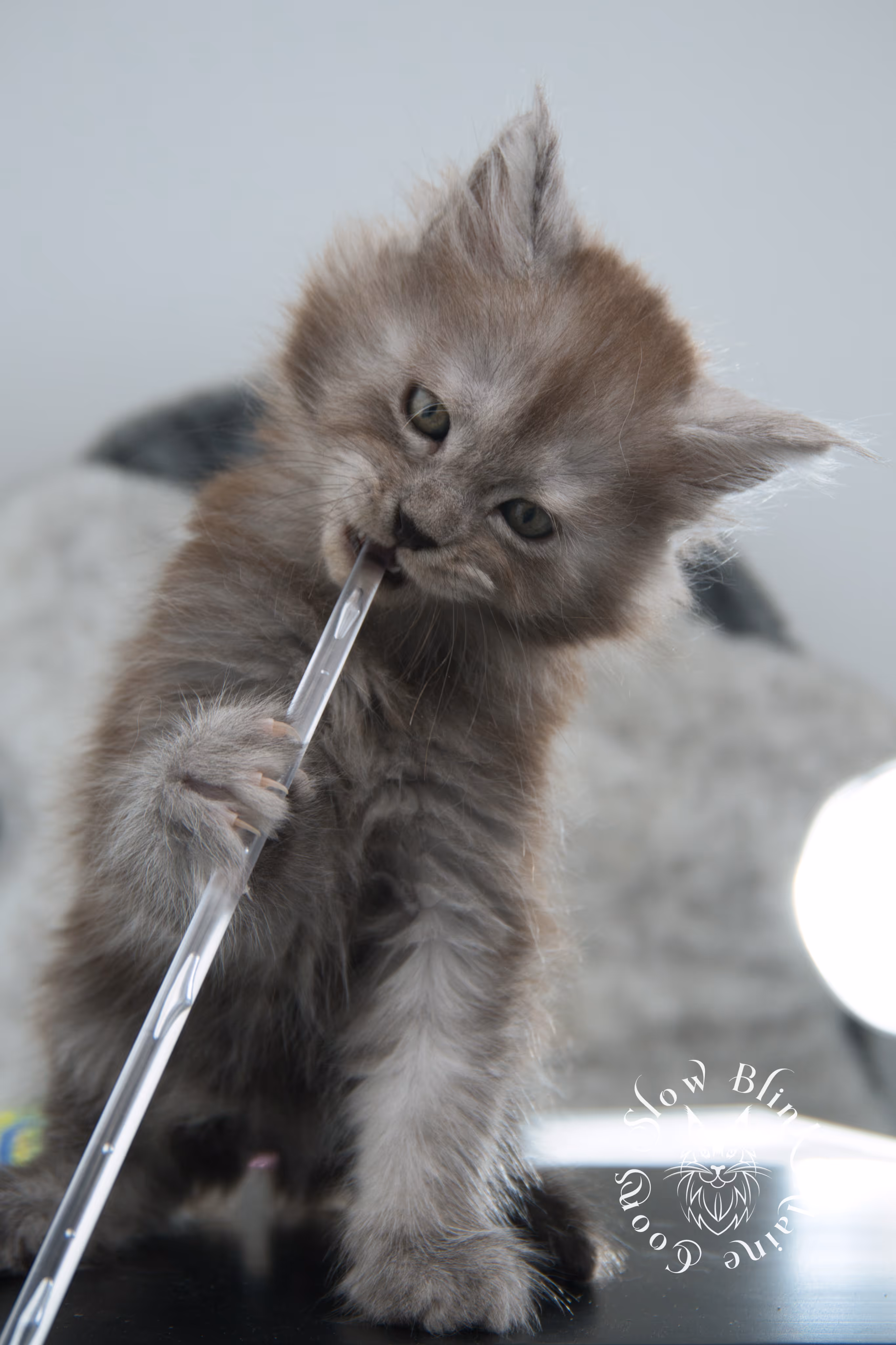 high smoke | high black smoke | maine coon | kitten | taken november 2024 | ems code ns | female | age 6 weeks High Silver Black Smoke Maine Coon Kittens > high smoke | high black smoke | maine coon | kitten | taken november 2024 | ems code ns | female | age 6 weeks | idx 06
