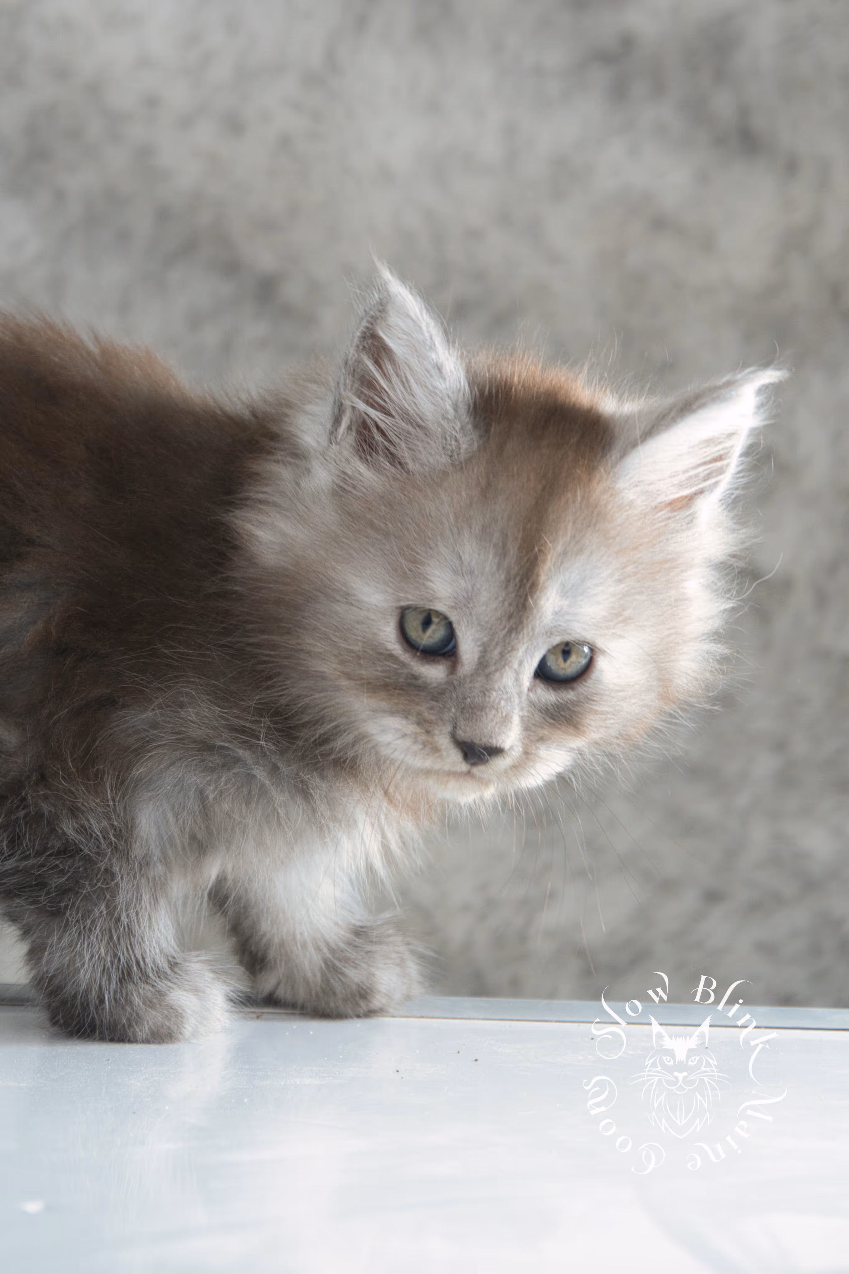 high smoke | high black smoke | maine coon | kitten | taken november 2024 | ems code ns | female | age 6 weeks High Silver Black Smoke Maine Coon Kittens > high smoke | high black smoke | maine coon | kitten | taken november 2024 | ems code ns | female | age 6 weeks | idx 07