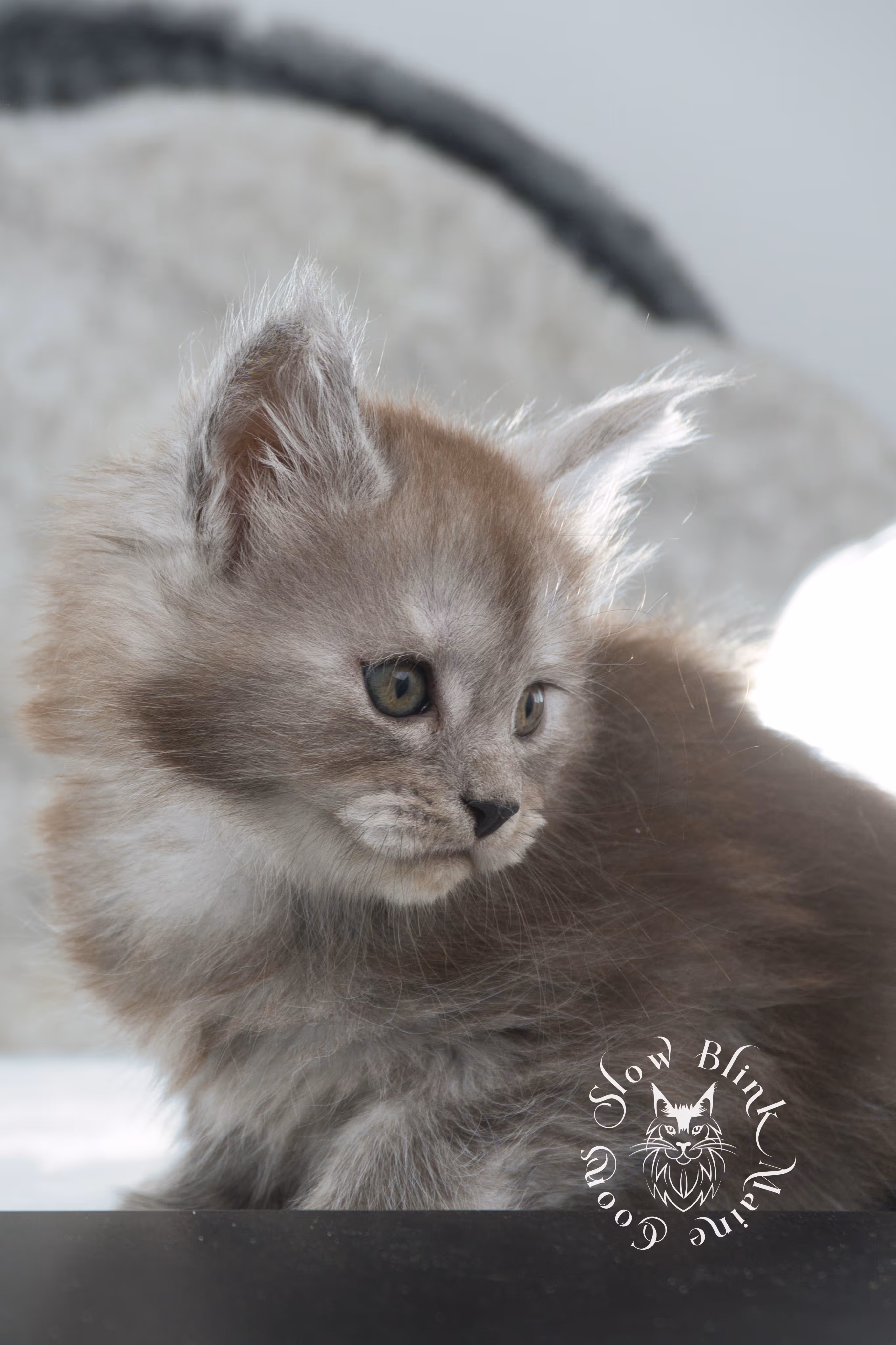 high smoke | high black smoke | maine coon | kitten | taken november 2024 | ems code ns | female | age 6 weeks High Silver Black Smoke Maine Coon Kittens > high smoke | high black smoke | maine coon | kitten | taken november 2024 | ems code ns | female | age 6 weeks | idx 08