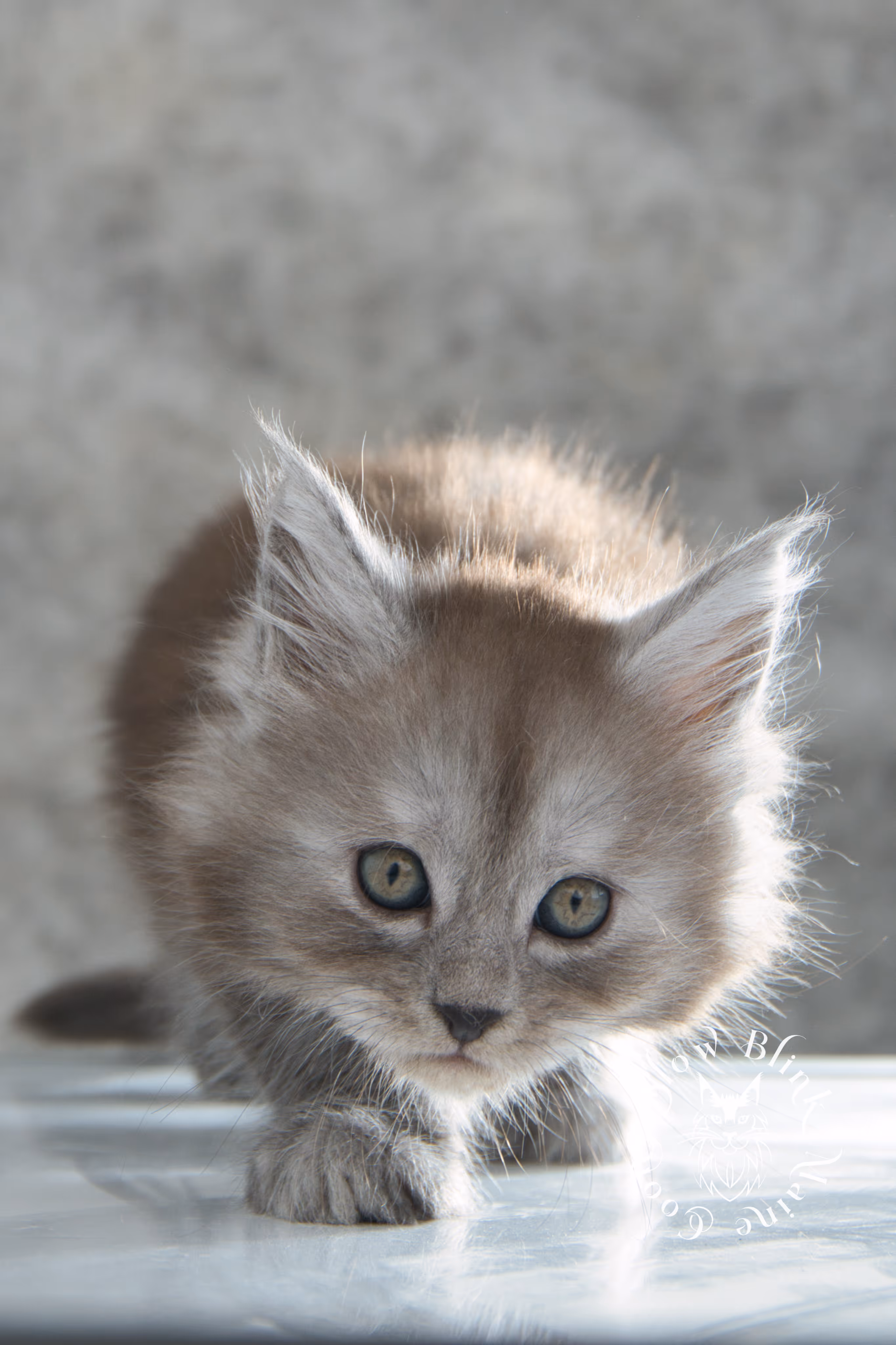 high smoke | high black smoke | maine coon | kitten | taken november 2024 | ems code ns | female | age 6 weeks High Silver Black Smoke Maine Coon Kittens > high smoke | high black smoke | maine coon | kitten | taken november 2024 | ems code ns | female | age 6 weeks | idx 09