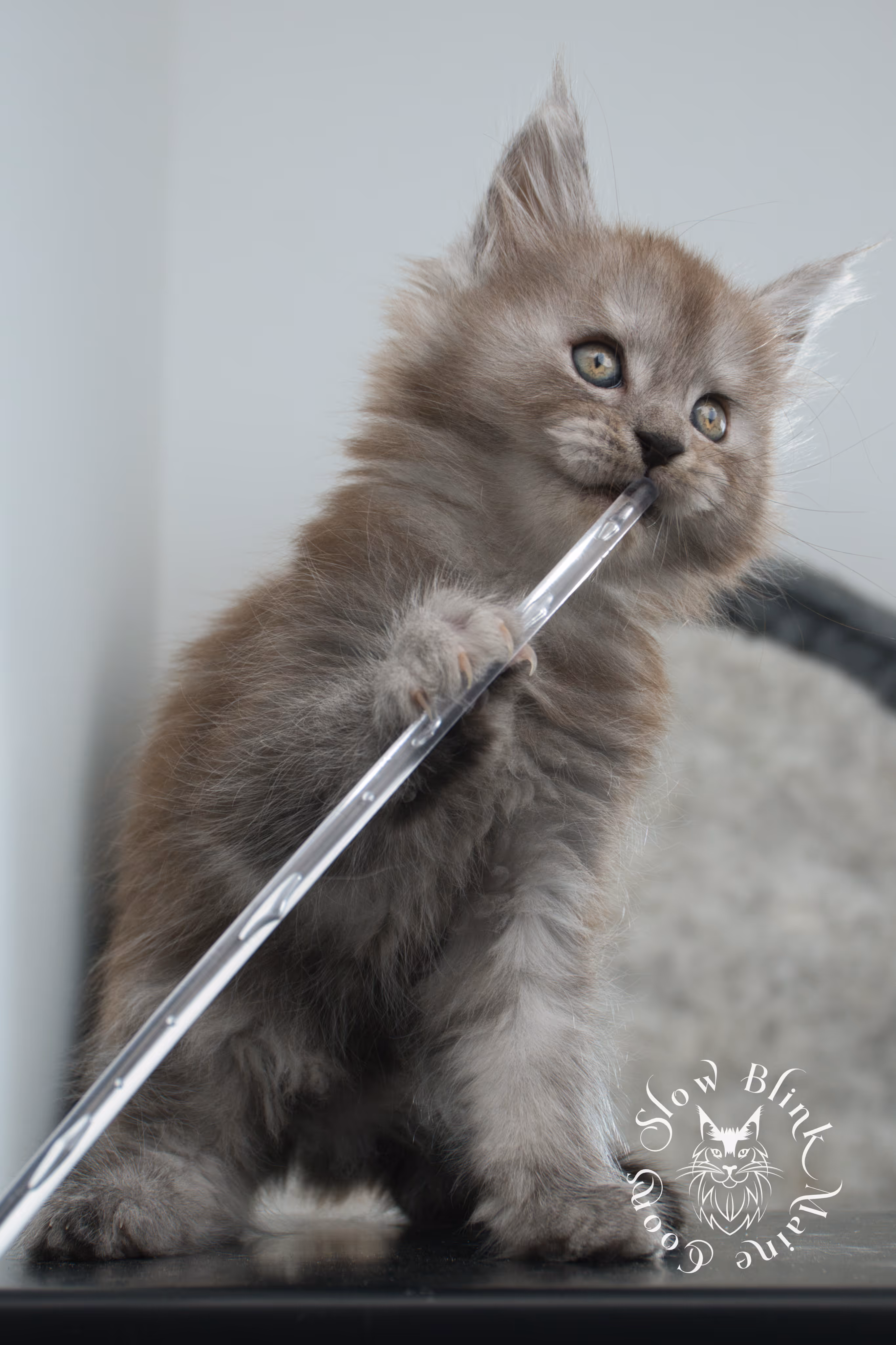 high smoke | high black smoke | maine coon | kitten | taken november 2024 | ems code ns | female | age 6 weeks High Silver Black Smoke Maine Coon Kittens > high smoke | high black smoke | maine coon | kitten | taken november 2024 | ems code ns | female | age 6 weeks | idx 10