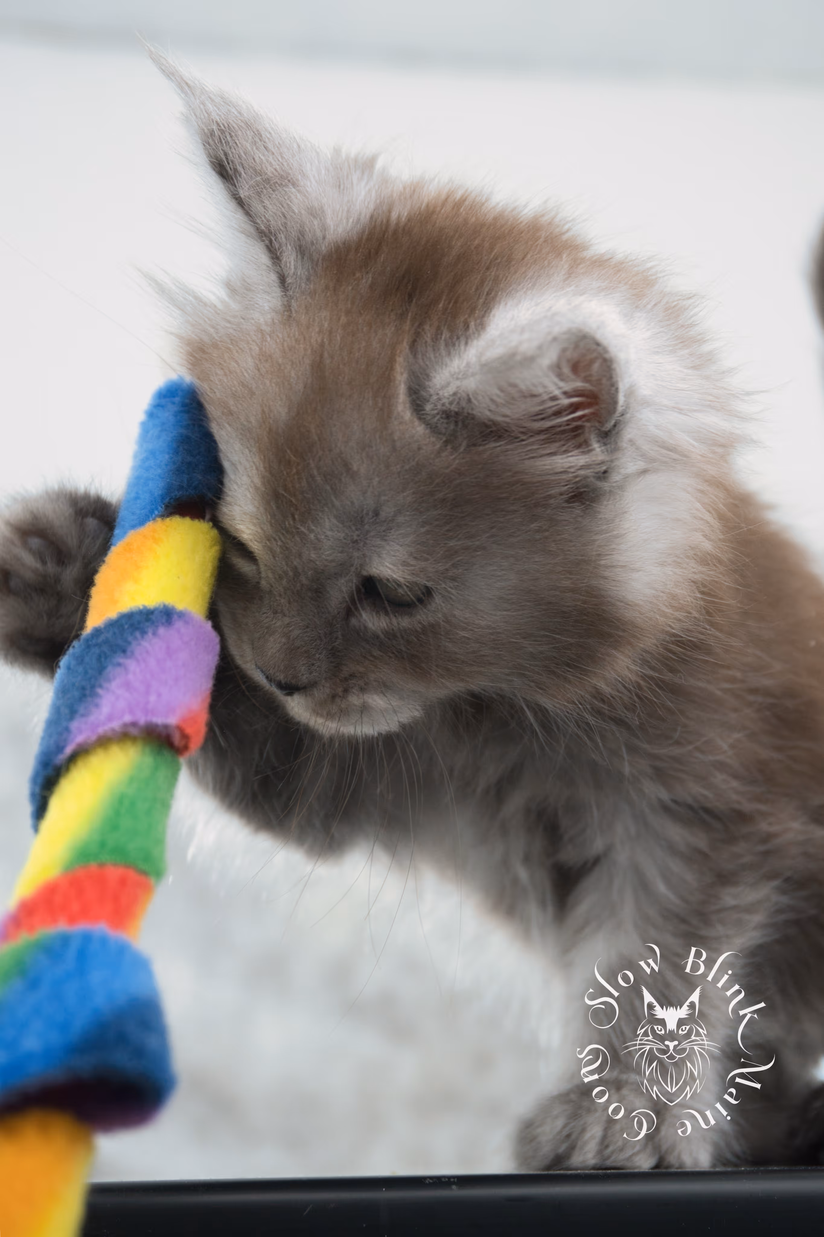 high smoke | high black smoke | maine coon | kitten | taken november 2024 | ems code ns | female | age 6 weeks High Silver Black Smoke Maine Coon Kittens > high smoke | high black smoke | maine coon | kitten | taken november 2024 | ems code ns | female | age 6 weeks | idx 11