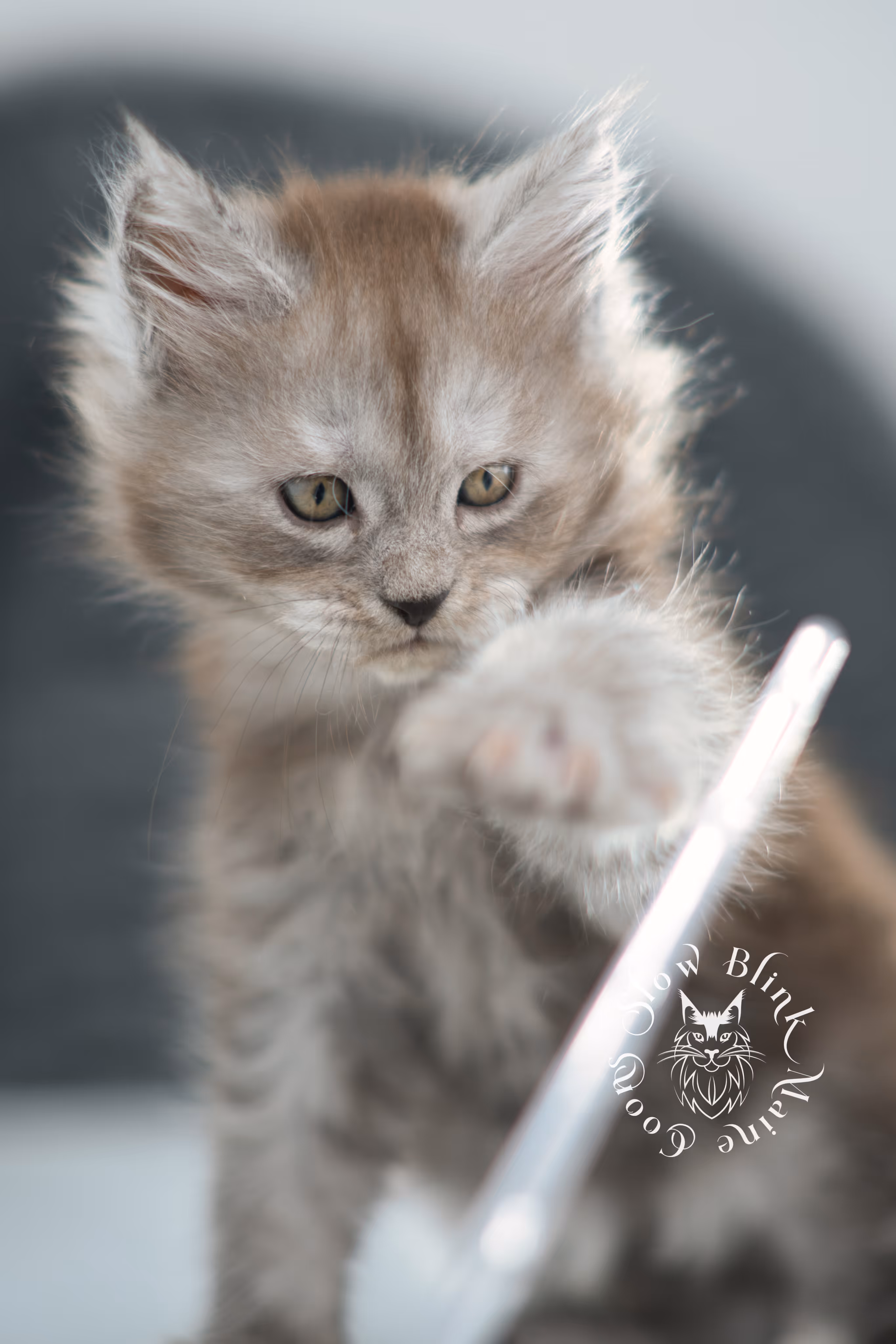 high smoke | high black smoke | maine coon | kitten | taken november 2024 | ems code ns | female | age 6 weeks High Silver Black Smoke Maine Coon Kittens > high smoke | high black smoke | maine coon | kitten | taken november 2024 | ems code ns | female | age 6 weeks | idx 12
