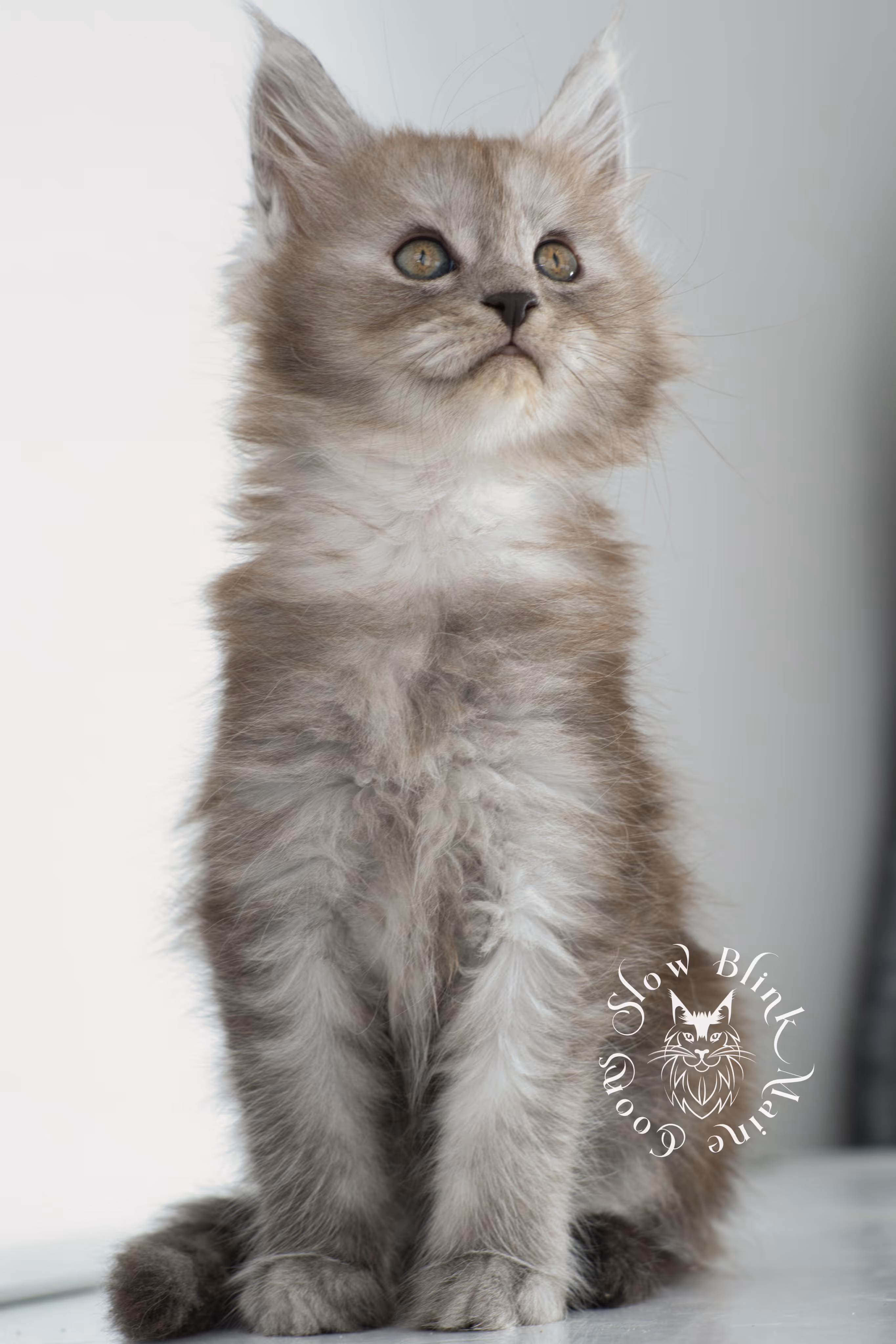 high smoke | high black smoke | maine coon | kitten | taken november 2024 | ems code ns | female | age 6 weeks High Silver Black Smoke Maine Coon Kittens > high smoke | high black smoke | maine coon | kitten | taken november 2024 | ems code ns | female | age 6 weeks | idx 13