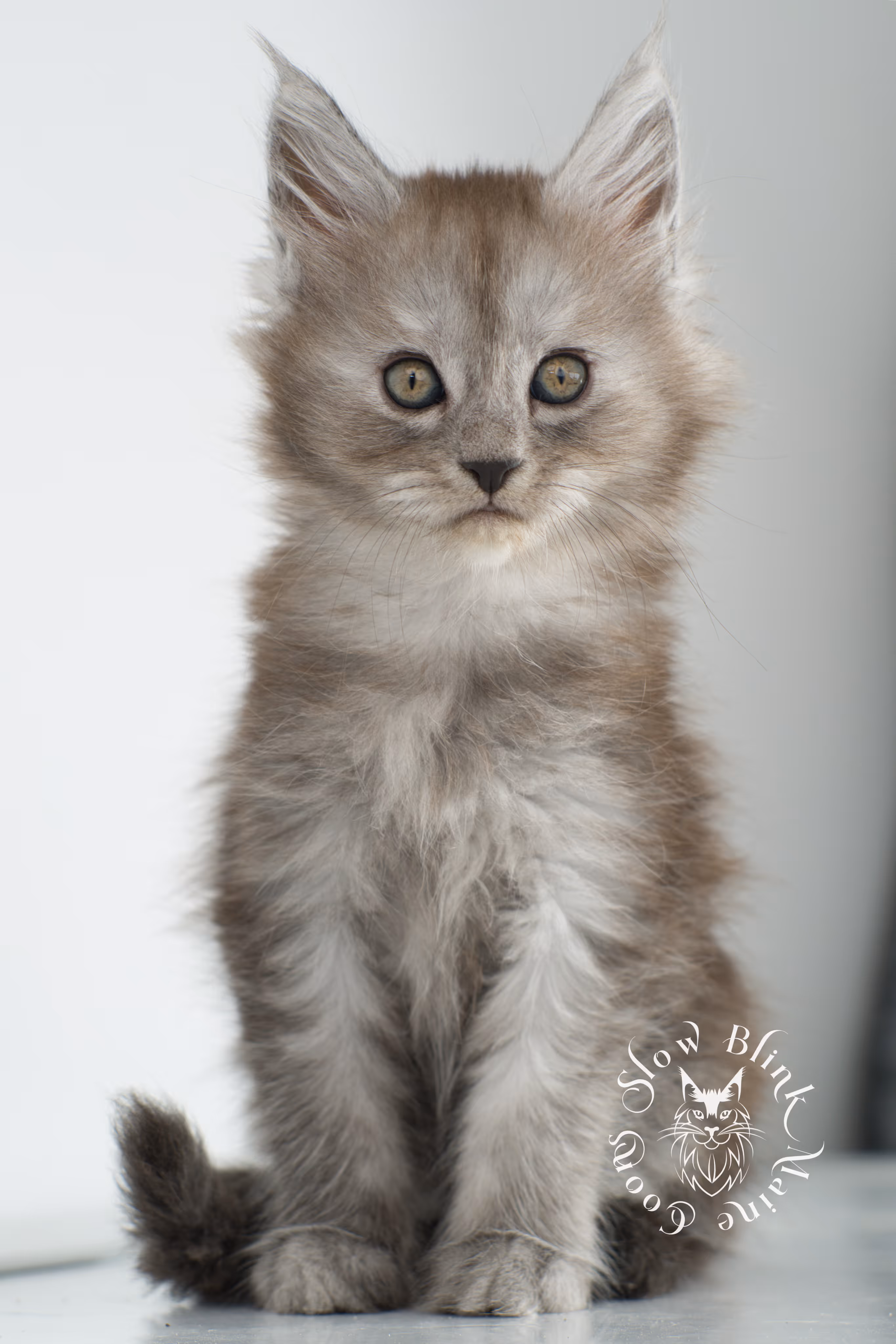 high smoke | high black smoke | maine coon | kitten | taken november 2024 | ems code ns | female | age 6 weeks High Silver Black Smoke Maine Coon Kittens > high smoke | high black smoke | maine coon | kitten | taken november 2024 | ems code ns | female | age 6 weeks | idx 15