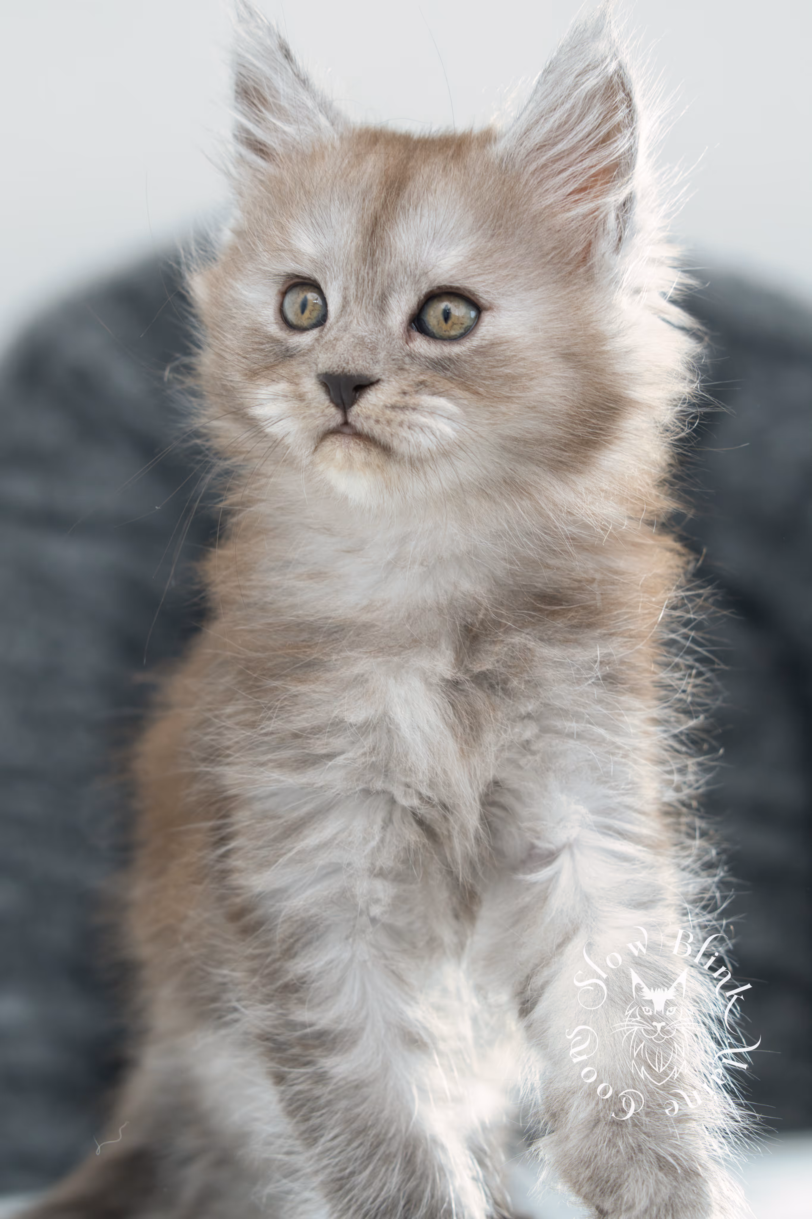 high smoke | high black smoke | maine coon | kitten | taken november 2024 | ems code ns | female | age 6 weeks High Silver Black Smoke Maine Coon Kittens > high smoke | high black smoke | maine coon | kitten | taken november 2024 | ems code ns | female | age 6 weeks | idx 16