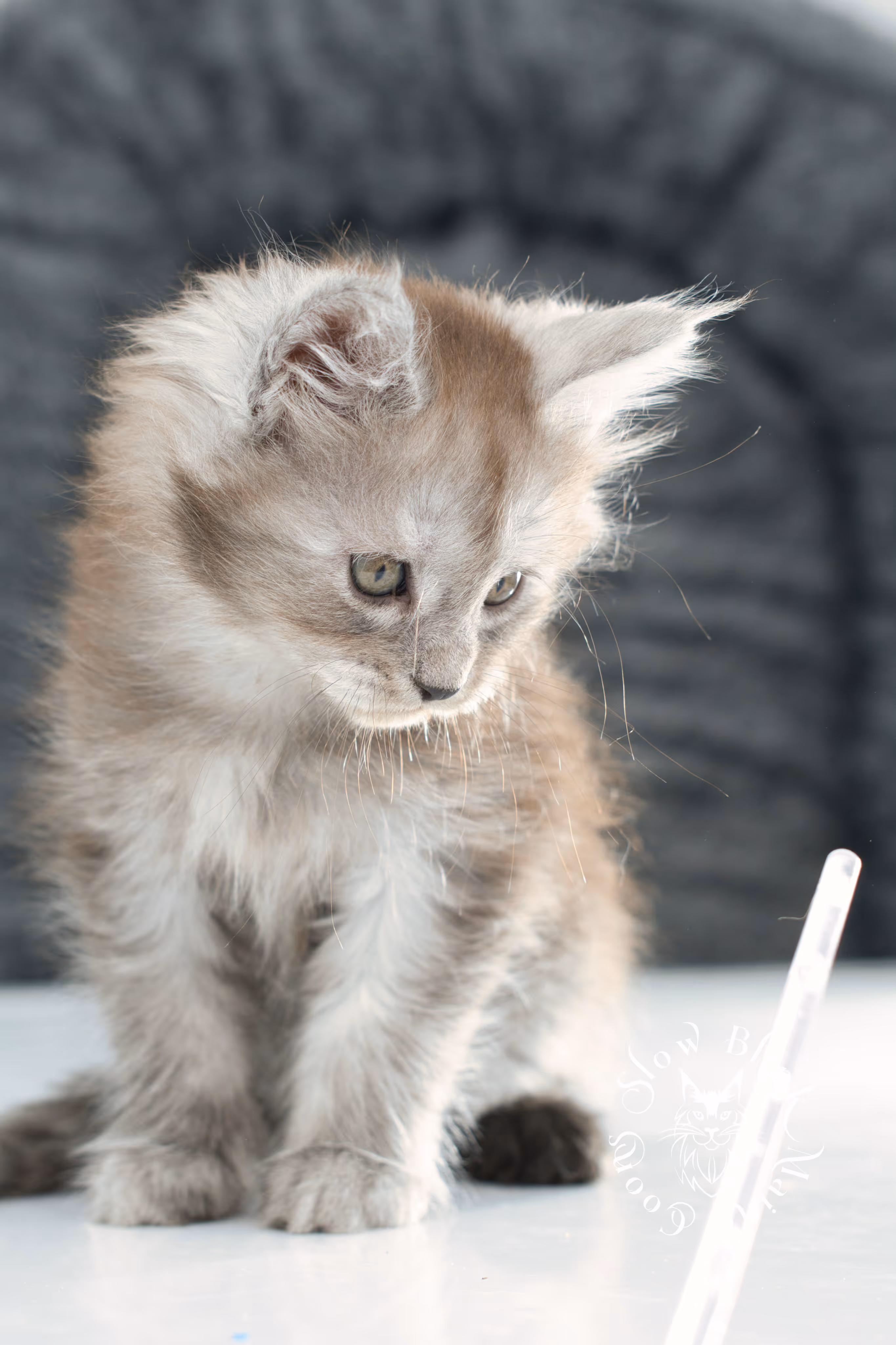 high smoke | high black smoke | maine coon | kitten | taken november 2024 | ems code ns | female | age 6 weeks High Silver Black Smoke Maine Coon Kittens > high smoke | high black smoke | maine coon | kitten | taken november 2024 | ems code ns | female | age 6 weeks | idx 17