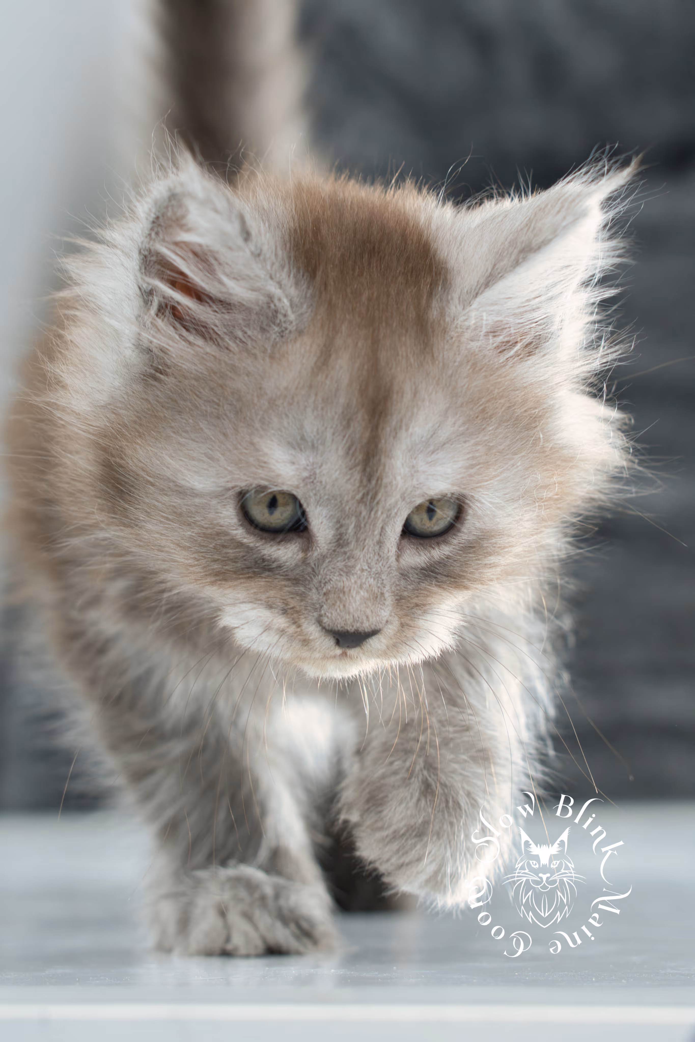 high smoke | high black smoke | maine coon | kitten | taken november 2024 | ems code ns | female | age 6 weeks High Silver Black Smoke Maine Coon Kittens > high smoke | high black smoke | maine coon | kitten | taken november 2024 | ems code ns | female | age 6 weeks | idx 18