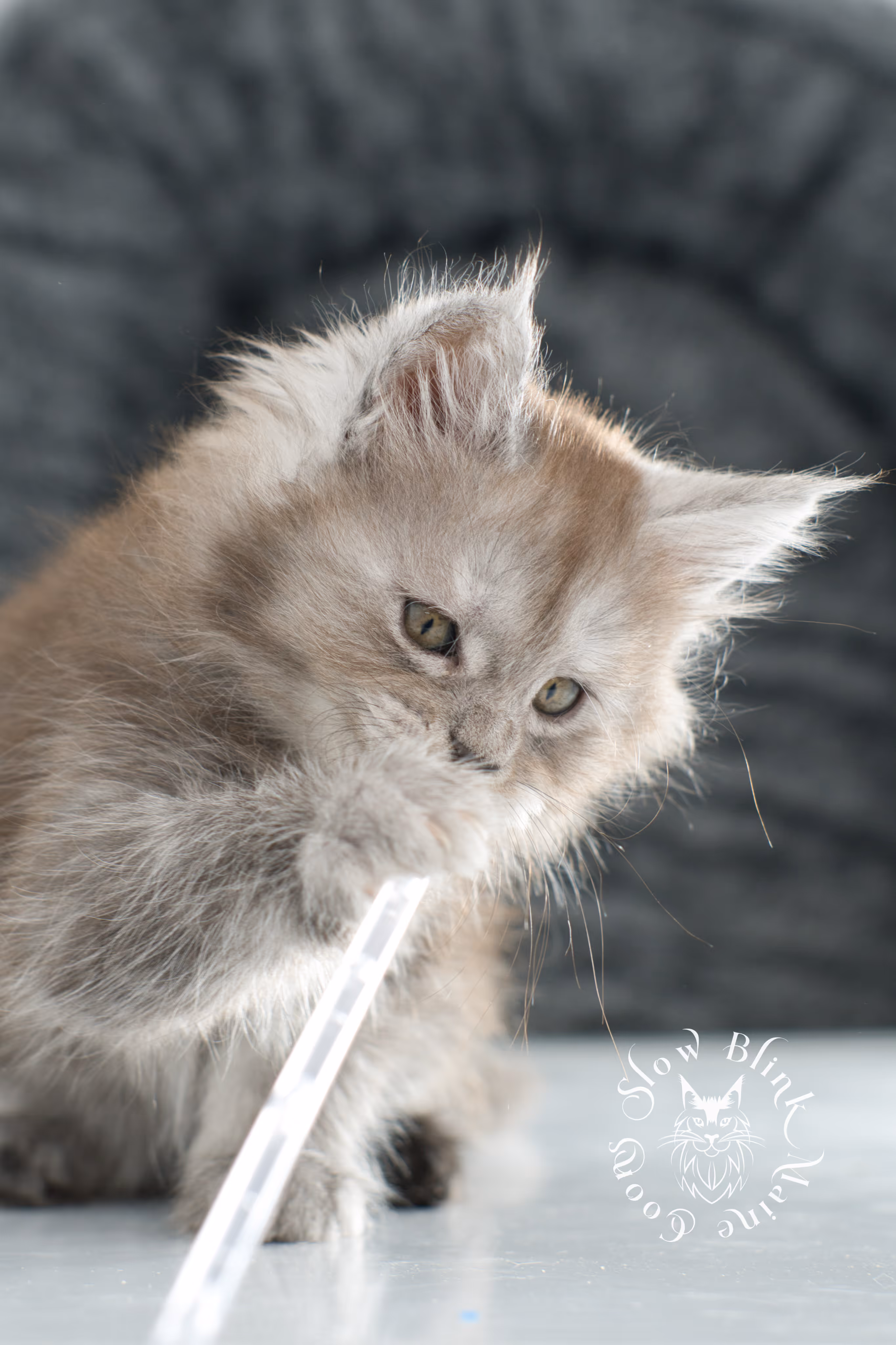 high smoke | high black smoke | maine coon | kitten | taken november 2024 | ems code ns | female | age 6 weeks High Silver Black Smoke Maine Coon Kittens > high smoke | high black smoke | maine coon | kitten | taken november 2024 | ems code ns | female | age 6 weeks | idx 19