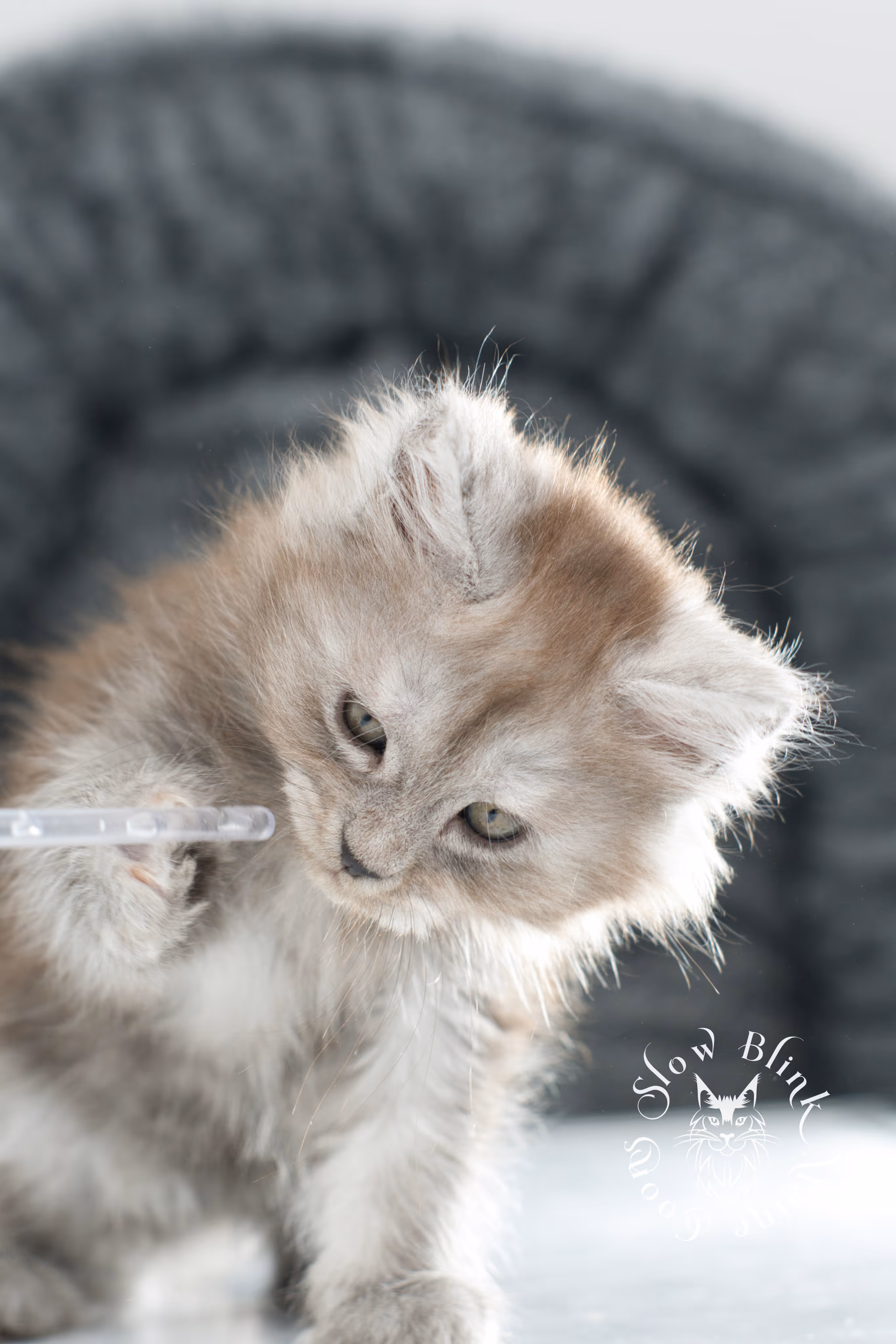 high smoke | high black smoke | maine coon | kitten | taken november 2024 | ems code ns | female | age 6 weeks High Silver Black Smoke Maine Coon Kittens > high smoke | high black smoke | maine coon | kitten | taken november 2024 | ems code ns | female | age 6 weeks | idx 20