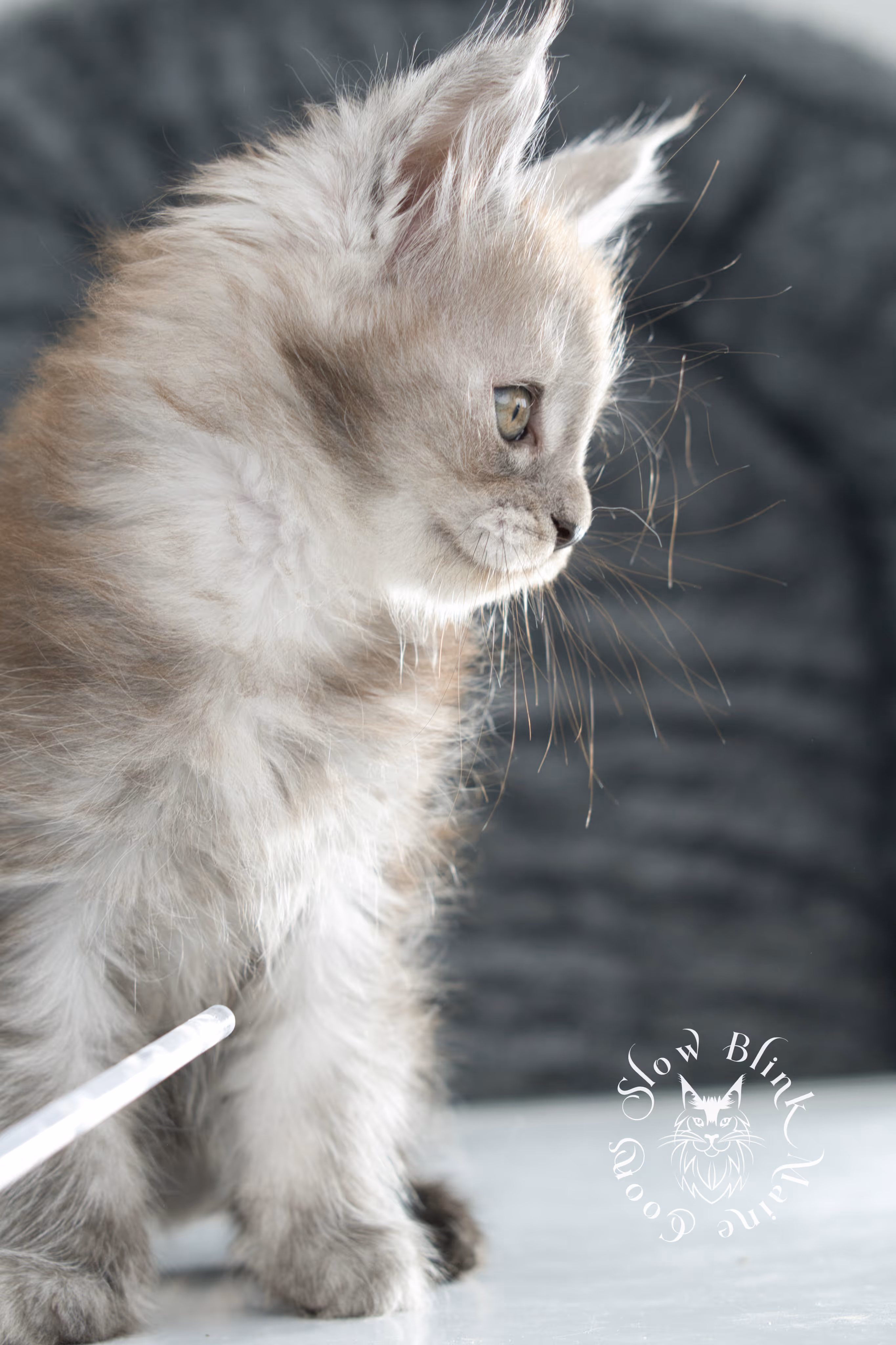 high smoke | high black smoke | maine coon | kitten | taken november 2024 | ems code ns | female | age 6 weeks High Silver Black Smoke Maine Coon Kittens > high smoke | high black smoke | maine coon | kitten | taken november 2024 | ems code ns | female | age 6 weeks | idx 21