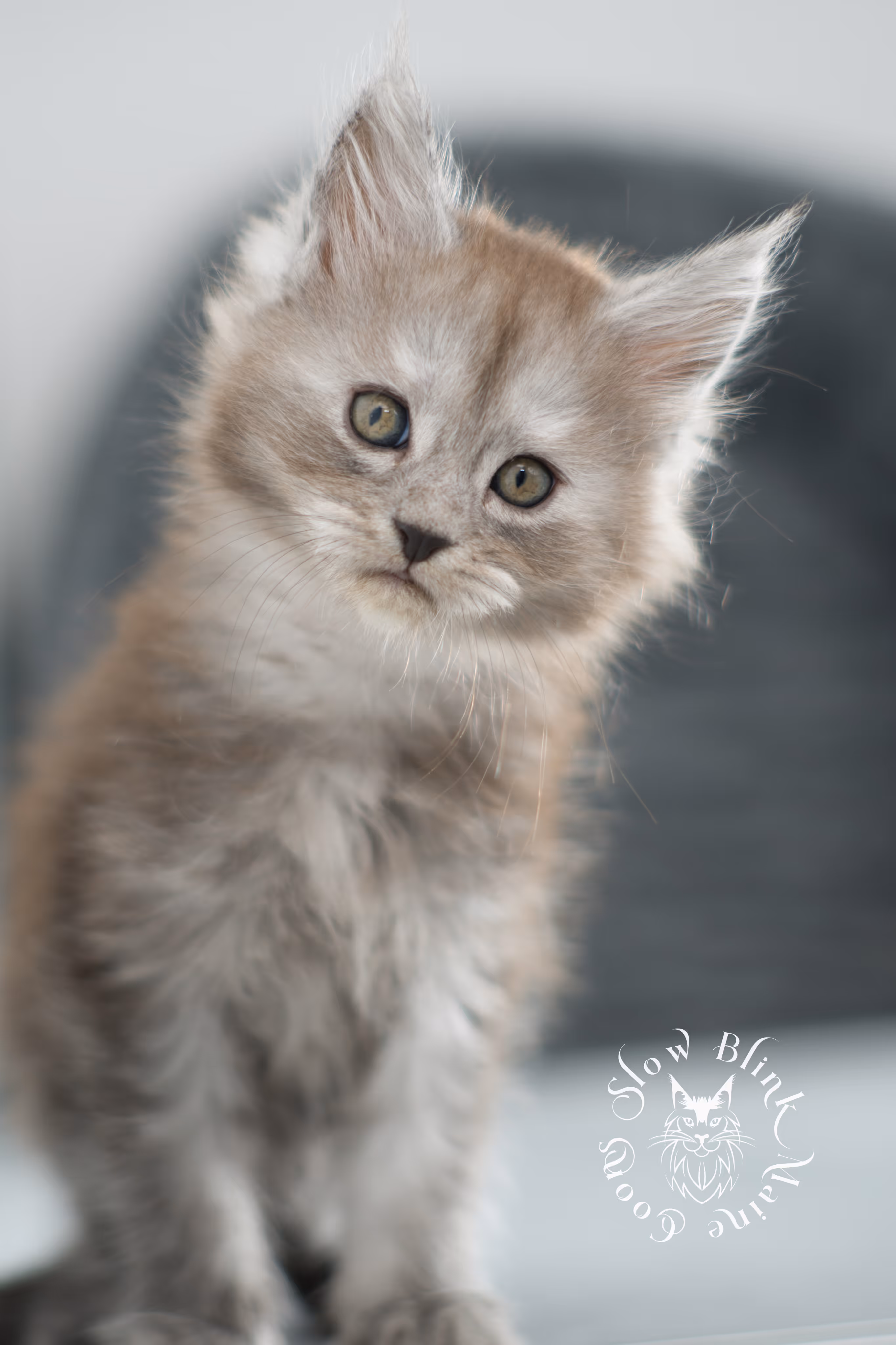 high smoke | high black smoke | maine coon | kitten | taken november 2024 | ems code ns | female | age 6 weeks High Silver Black Smoke Maine Coon Kittens > high smoke | high black smoke | maine coon | kitten | taken november 2024 | ems code ns | female | age 6 weeks | idx 22