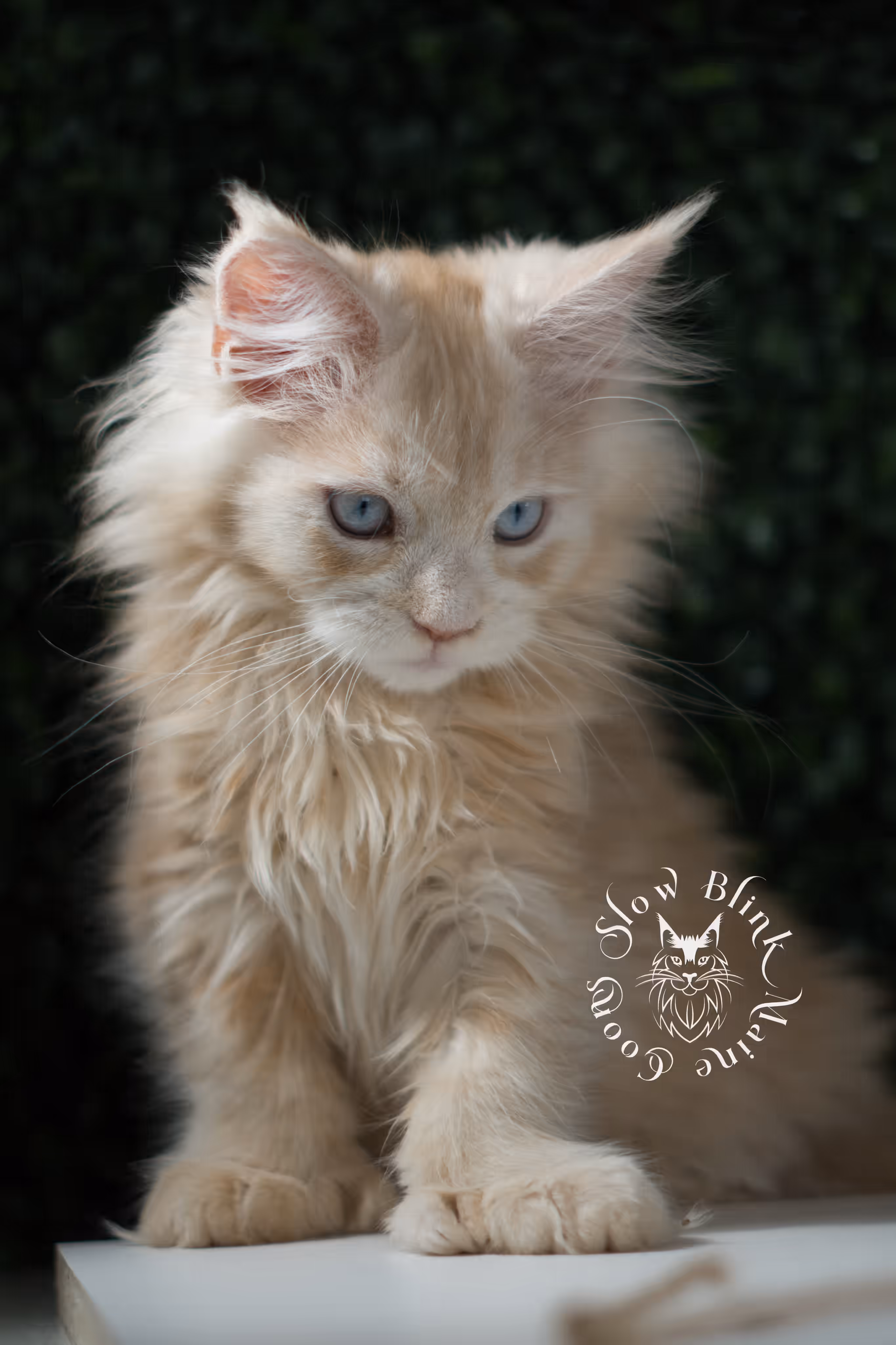 high silver red | maine coon kitten | female | ems code mcp ds 22 | taken apr 10 2025 | age 9 weeks old | poly High Silver Red Maine Coon Kittens > high silver red | maine coon kitten | female | ems code mcp ds 22 | taken apr 10 2025 | age 9 weeks old | poly | idx 01