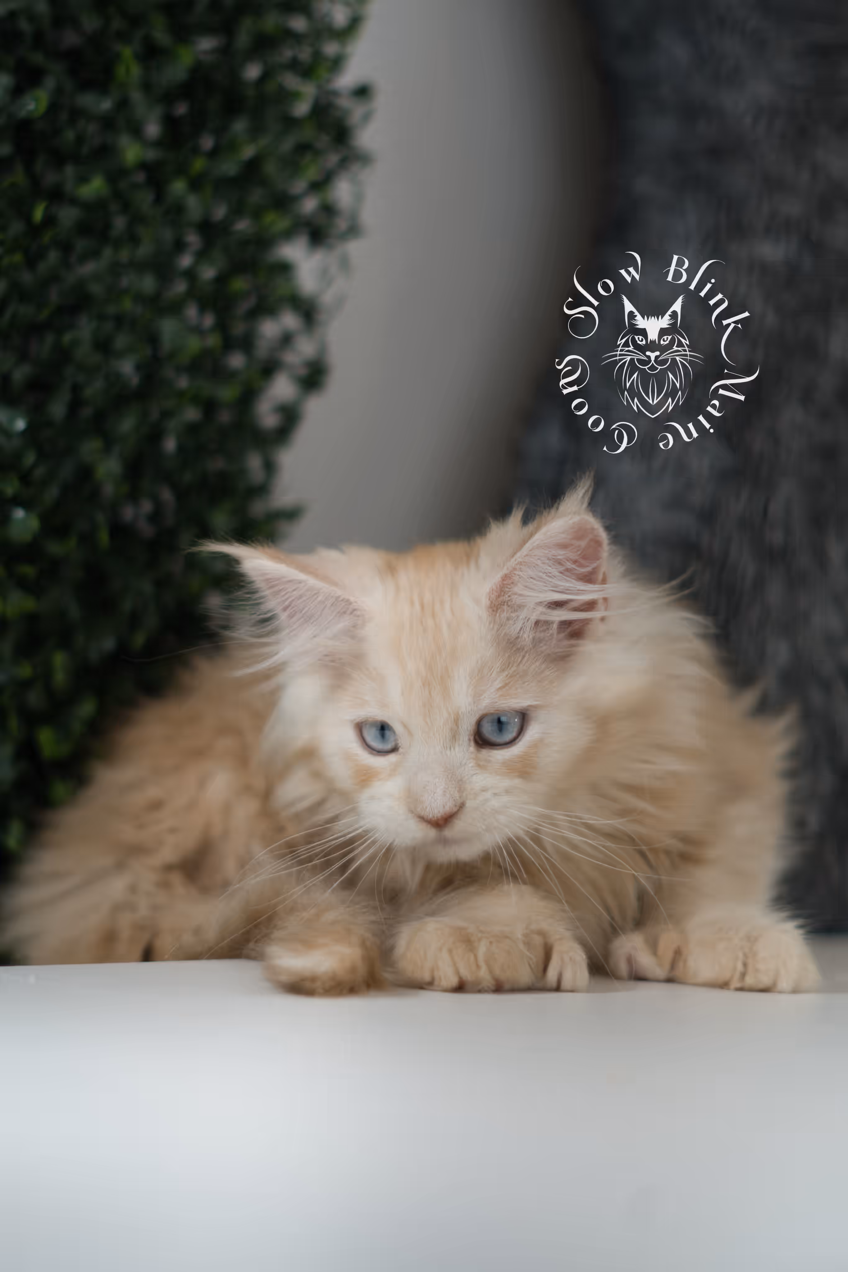 high silver red | maine coon kitten | female | ems code mcp ds 22 | taken apr 10 2025 | age 9 weeks old | poly High Silver Red Maine Coon Kittens > high silver red | maine coon kitten | female | ems code mcp ds 22 | taken apr 10 2025 | age 9 weeks old | poly | idx 02
