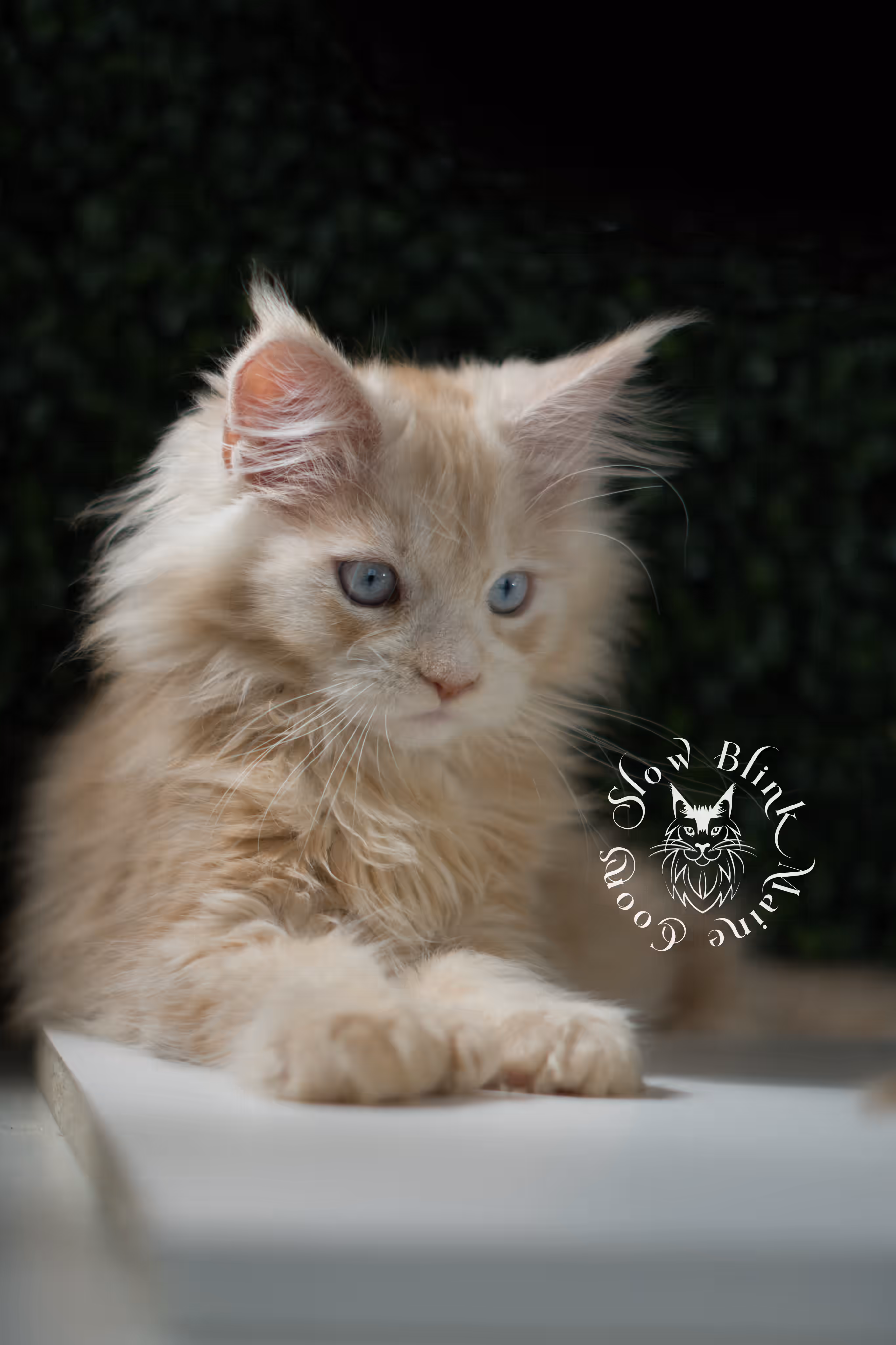 high silver red | maine coon kitten | female | ems code mcp ds 22 | taken apr 10 2025 | age 9 weeks old | poly High Silver Red Maine Coon Kittens > high silver red | maine coon kitten | female | ems code mcp ds 22 | taken apr 10 2025 | age 9 weeks old | poly | idx 05