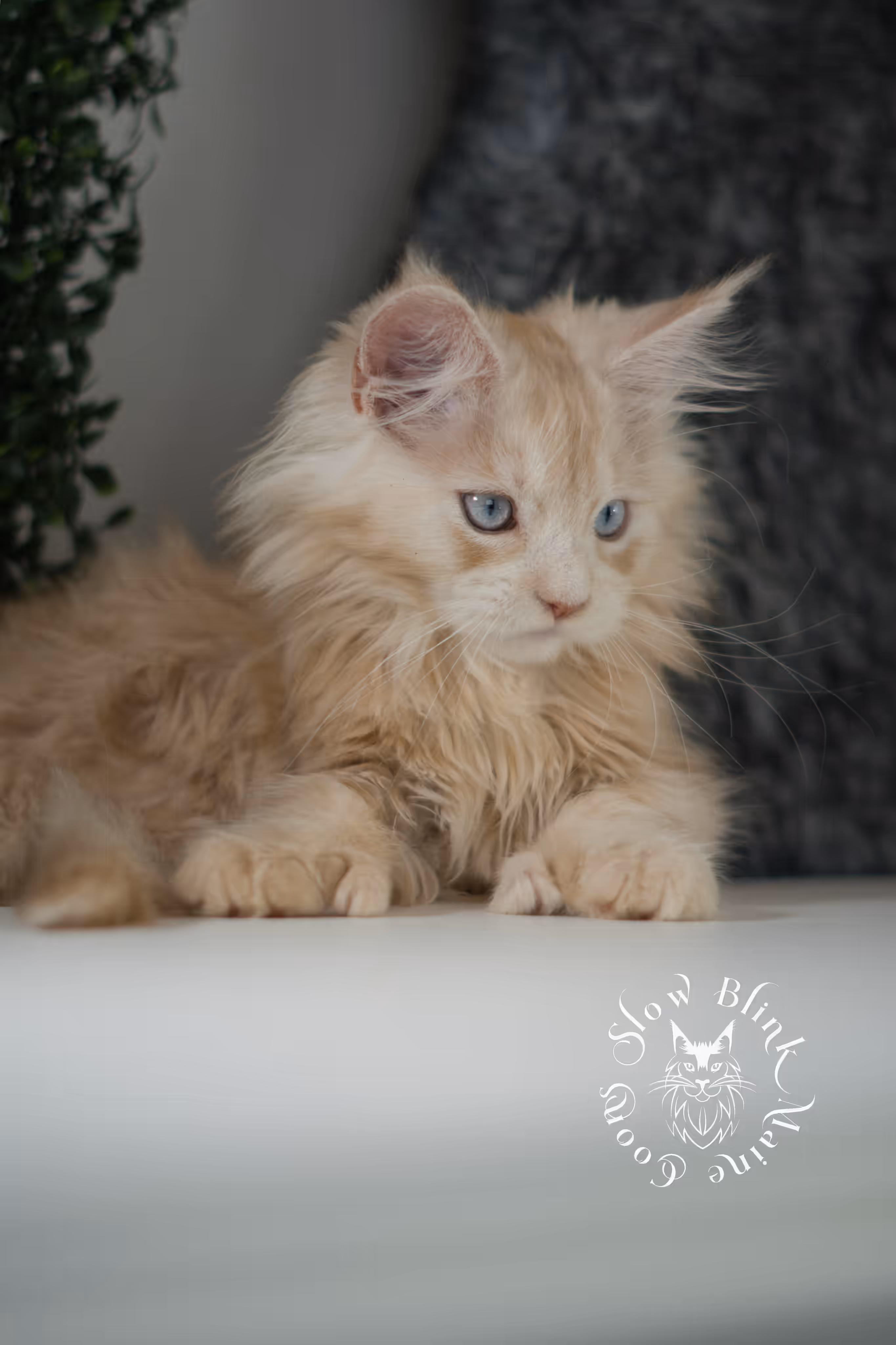 high silver red | maine coon kitten | female | ems code mcp ds 22 | taken apr 10 2025 | age 9 weeks old | poly High Silver Red Maine Coon Kittens > high silver red | maine coon kitten | female | ems code mcp ds 22 | taken apr 10 2025 | age 9 weeks old | poly | idx 06