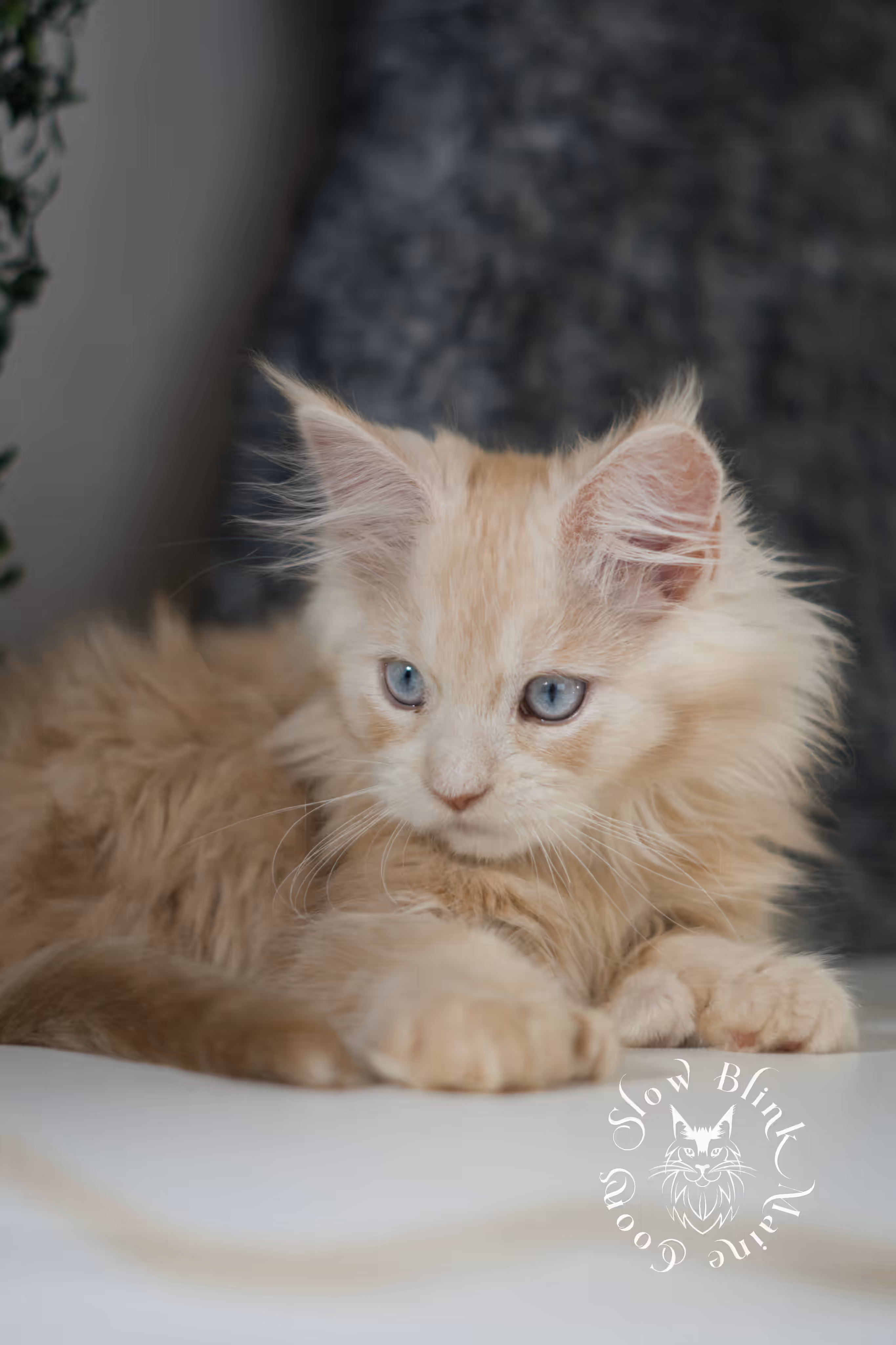 high silver red | maine coon kitten | female | ems code mcp ds 22 | taken apr 10 2025 | age 9 weeks old | poly High Silver Red Maine Coon Kittens > high silver red | maine coon kitten | female | ems code mcp ds 22 | taken apr 10 2025 | age 9 weeks old | poly | idx 07