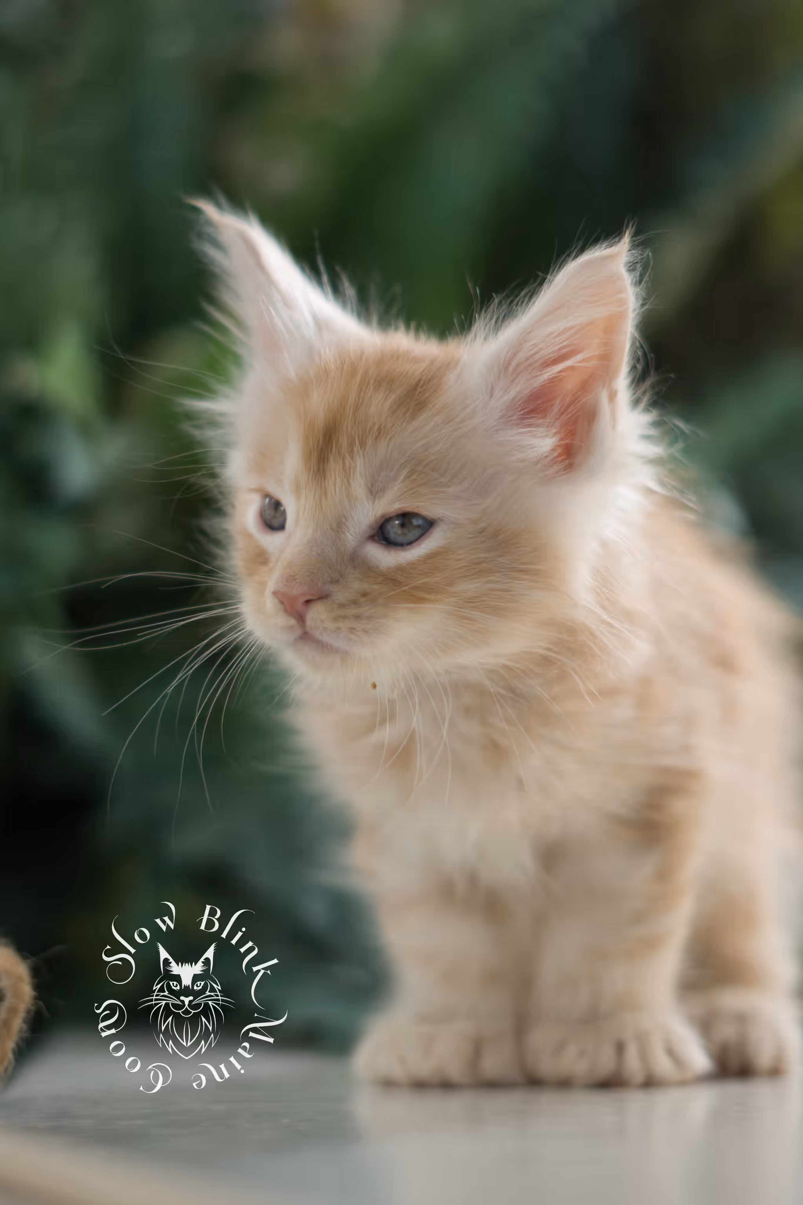 high silver red | maine coon kitten | male | ems code mcp ds 22 | taken apr 10 2025 | age 6 weeks old | poly High Silver Red Maine Coon Kittens > high silver red | maine coon kitten | male | ems code mcp ds 22 | taken apr 10 2025 | age 6 weeks old | poly | idx 05