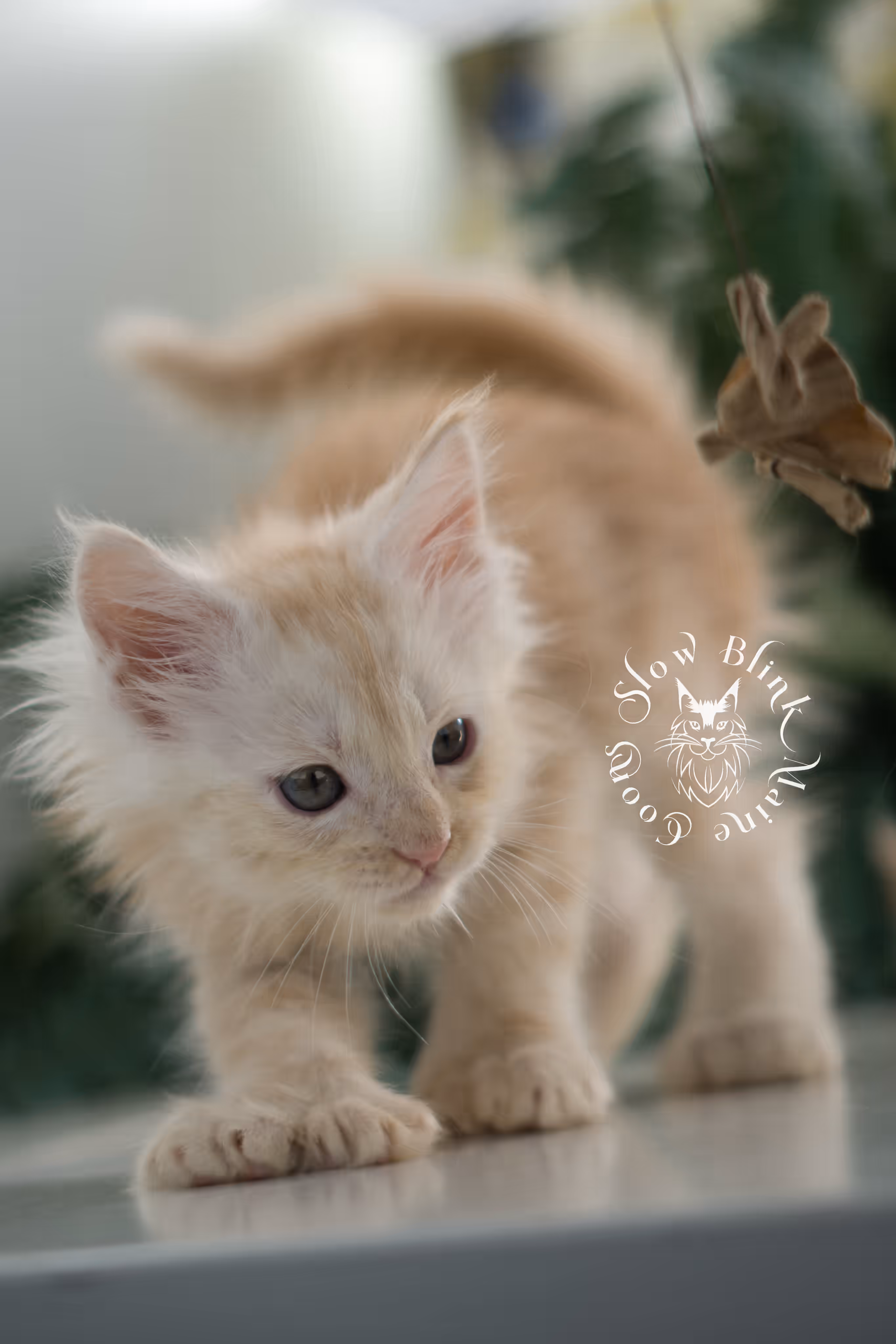 high silver red | maine coon kitten | male | ems code mcp ds 22 | taken apr 10 2025 | age 6 weeks old | poly High Silver Red Maine Coon Kittens > high silver red | maine coon kitten | male | ems code mcp ds 22 | taken apr 10 2025 | age 6 weeks old | poly | idx 08