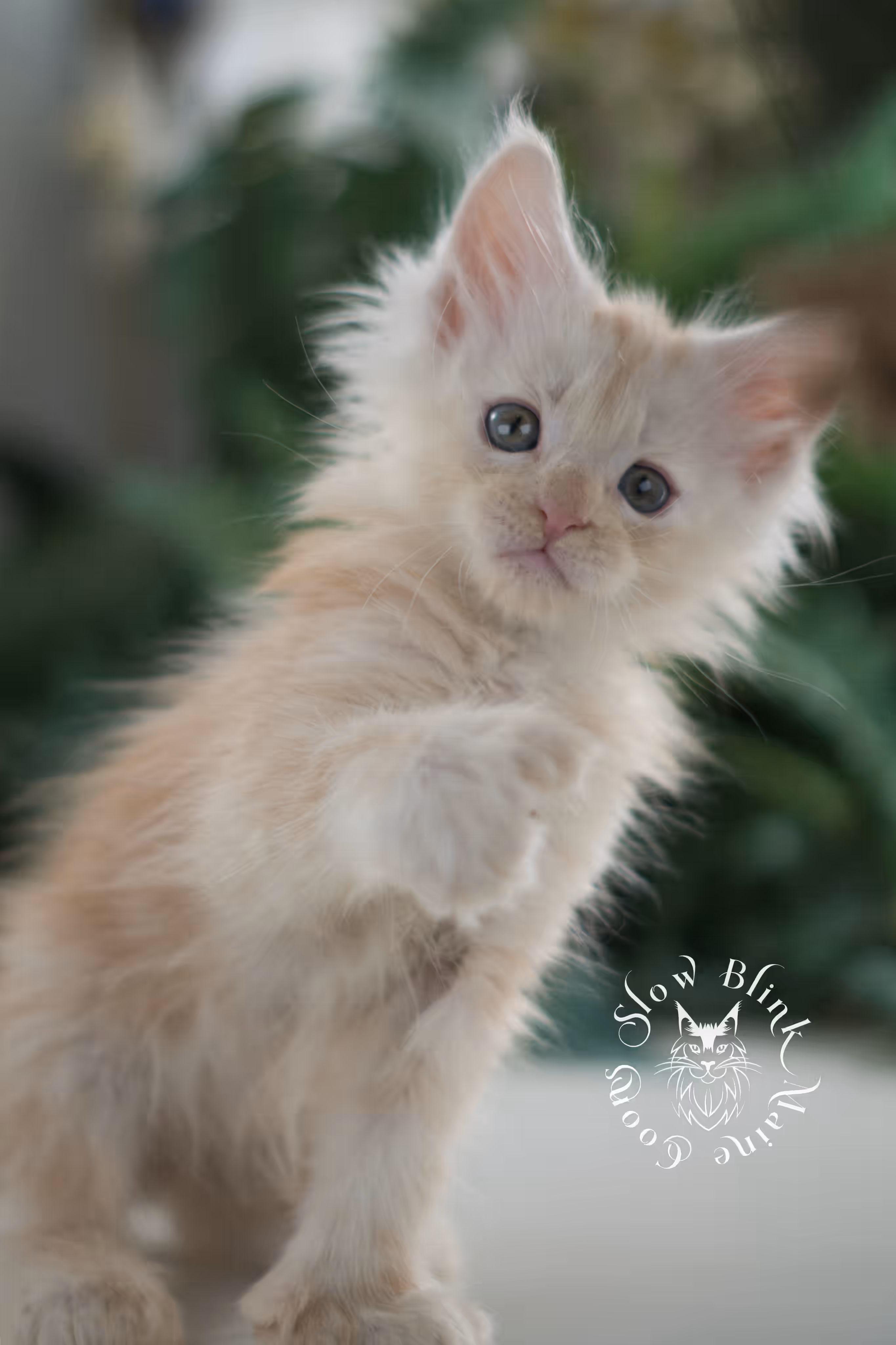 high silver red | maine coon kitten | male | ems code mcp ds 22 | taken apr 10 2025 | age 6 weeks old | poly High Silver Red Maine Coon Kittens > high silver red | maine coon kitten | male | ems code mcp ds 22 | taken apr 10 2025 | age 6 weeks old | poly | idx 09