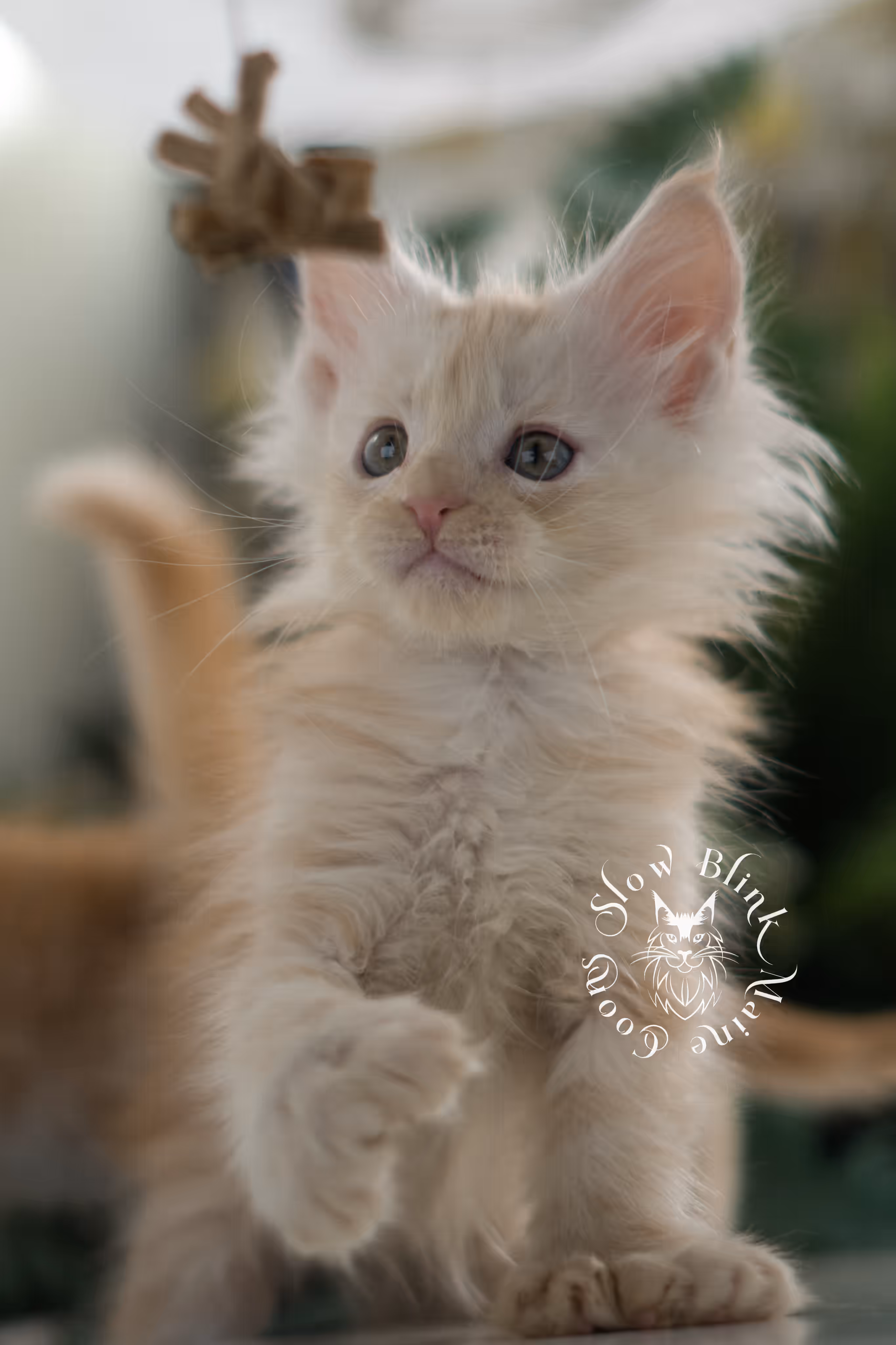 high silver red | maine coon kitten | male | ems code mcp ds 22 | taken apr 10 2025 | age 6 weeks old | poly High Silver Red Maine Coon Kittens > high silver red | maine coon kitten | male | ems code mcp ds 22 | taken apr 10 2025 | age 6 weeks old | poly | idx 10