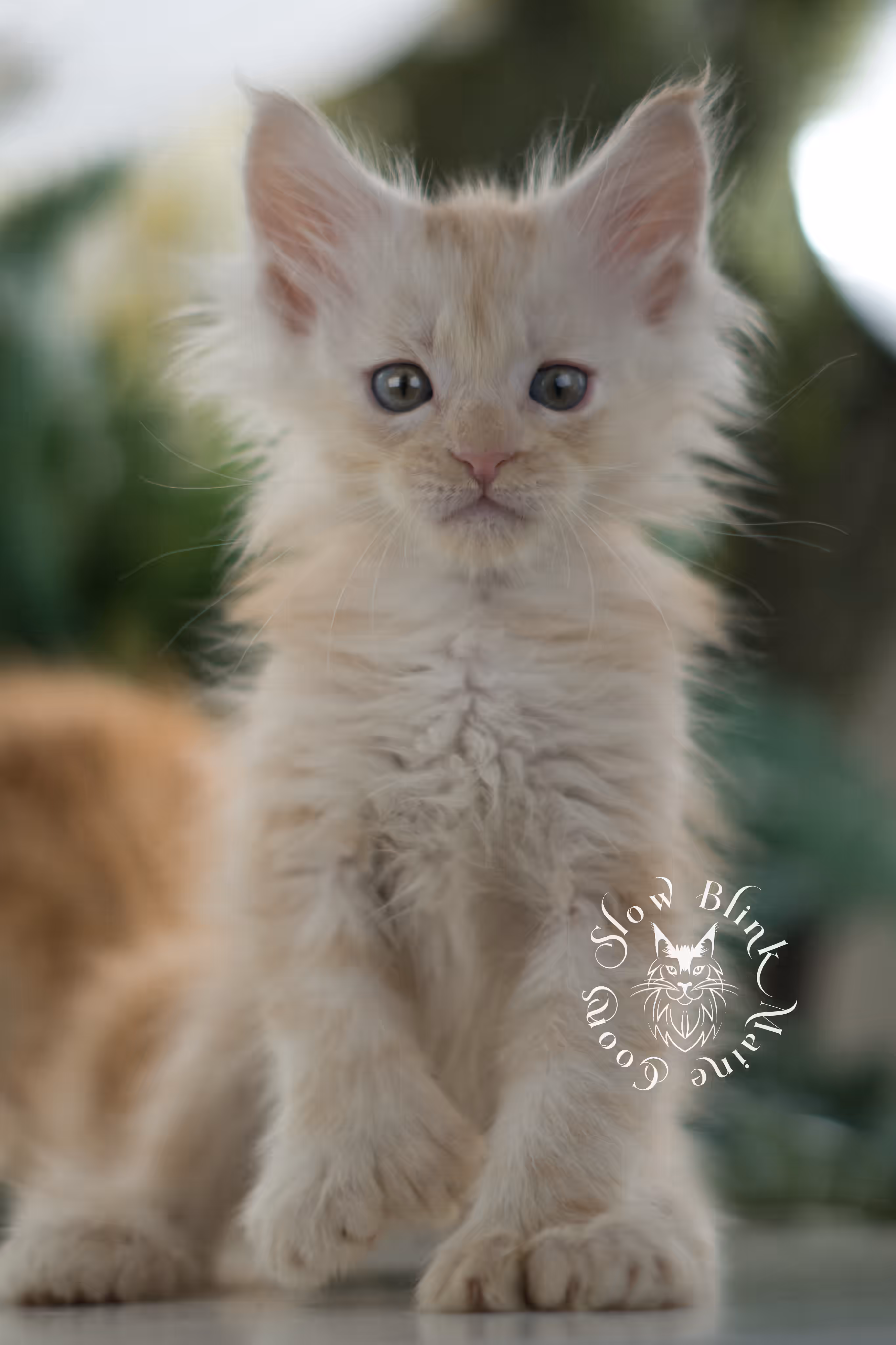 high silver red | maine coon kitten | male | ems code mcp ds 22 | taken apr 10 2025 | age 6 weeks old | poly High Silver Red Maine Coon Kittens > high silver red | maine coon kitten | male | ems code mcp ds 22 | taken apr 10 2025 | age 6 weeks old | poly | idx 11