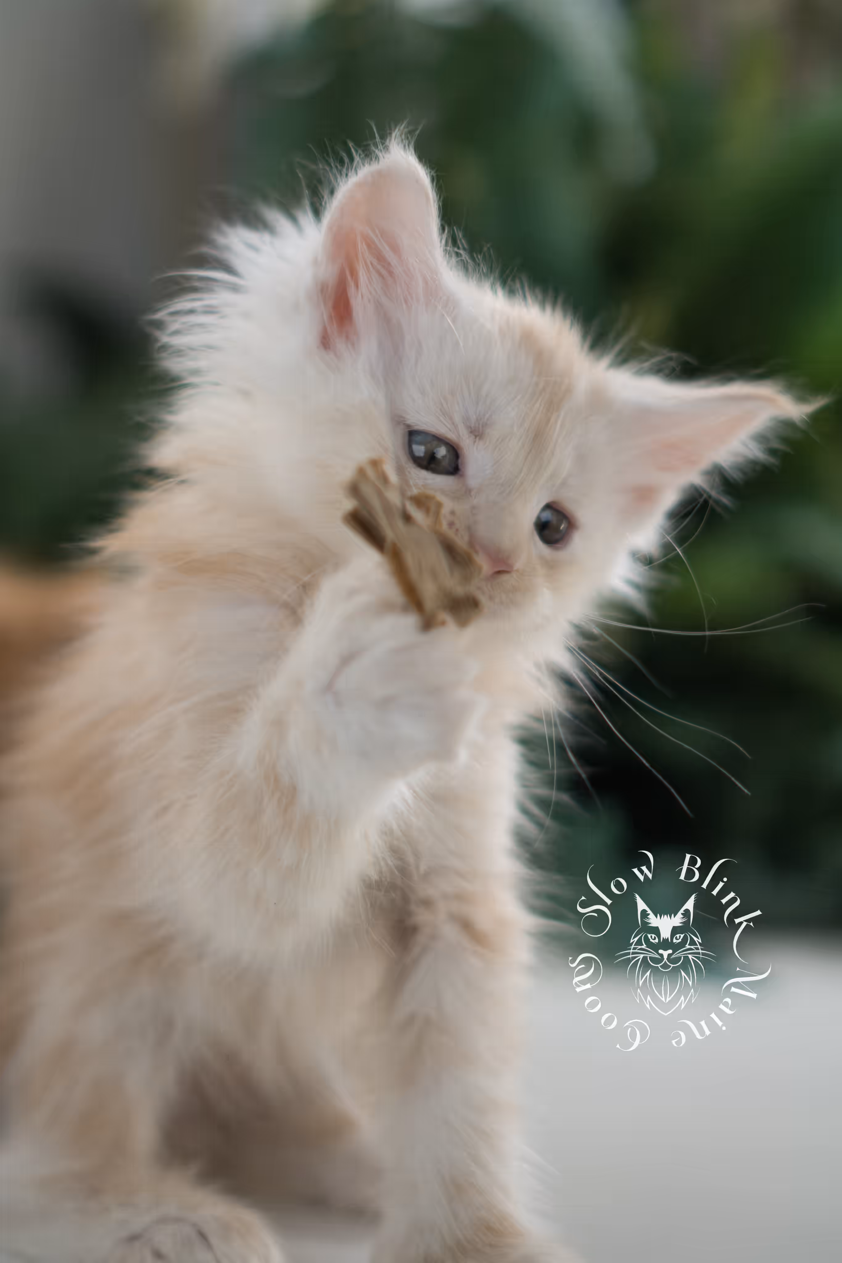 high silver red | maine coon kitten | male | ems code mcp ds 22 | taken apr 10 2025 | age 6 weeks old | poly High Silver Red Maine Coon Kittens > high silver red | maine coon kitten | male | ems code mcp ds 22 | taken apr 10 2025 | age 6 weeks old | poly | idx 12