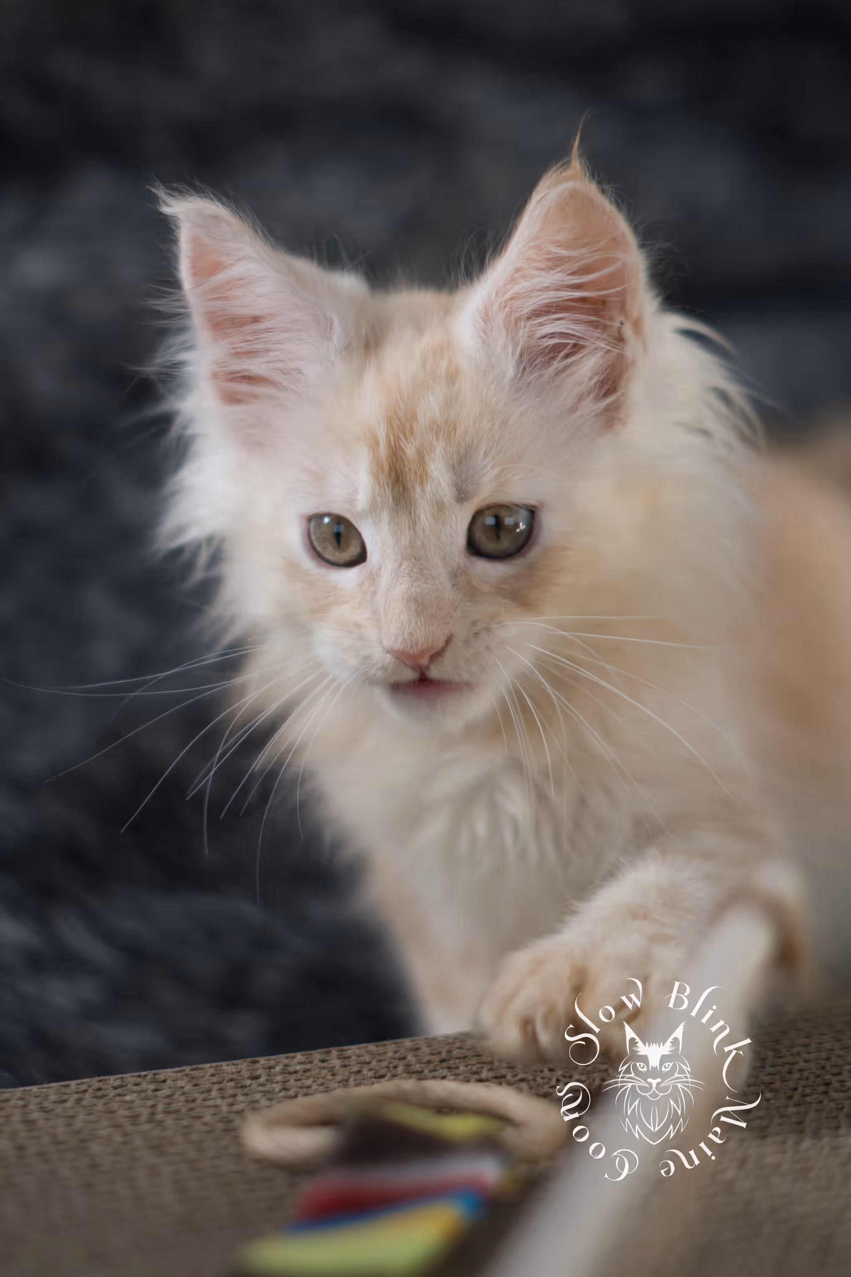 high silver red | maine coon kitten | male | ems code mcp ds 22 | taken apr 10 2025 | age 9 weeks old | poly High Silver Red Maine Coon Kittens > high silver red | maine coon kitten | male | ems code mcp ds 22 | taken apr 10 2025 | age 9 weeks old | poly | idx 01 2