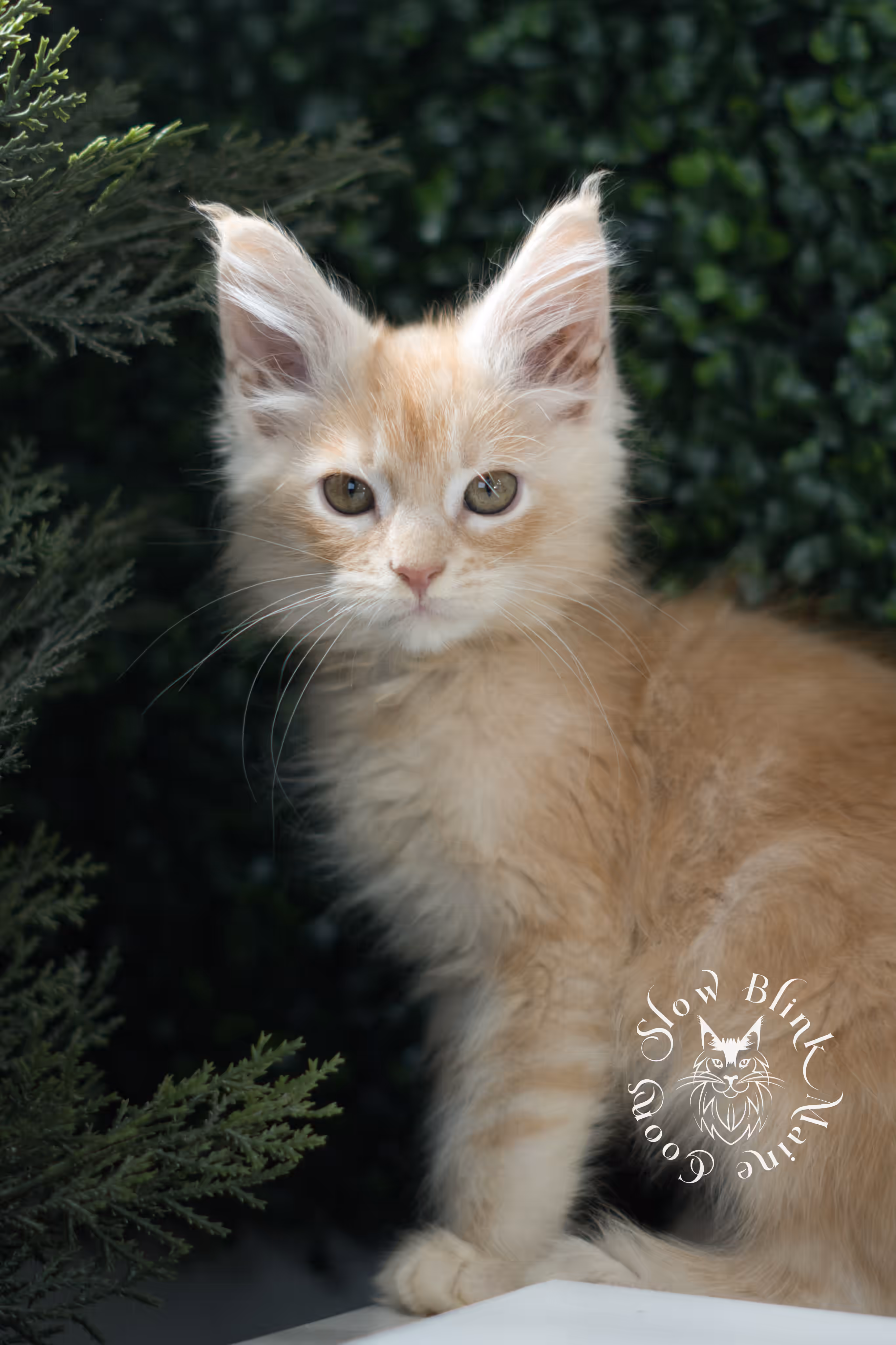 high silver red | maine coon kitten | male | ems code mcp ds 22 | taken apr 10 2025 | age 9 weeks old | poly High Silver Red Maine Coon Kittens > high silver red | maine coon kitten | male | ems code mcp ds 22 | taken apr 10 2025 | age 9 weeks old | poly | idx 01
