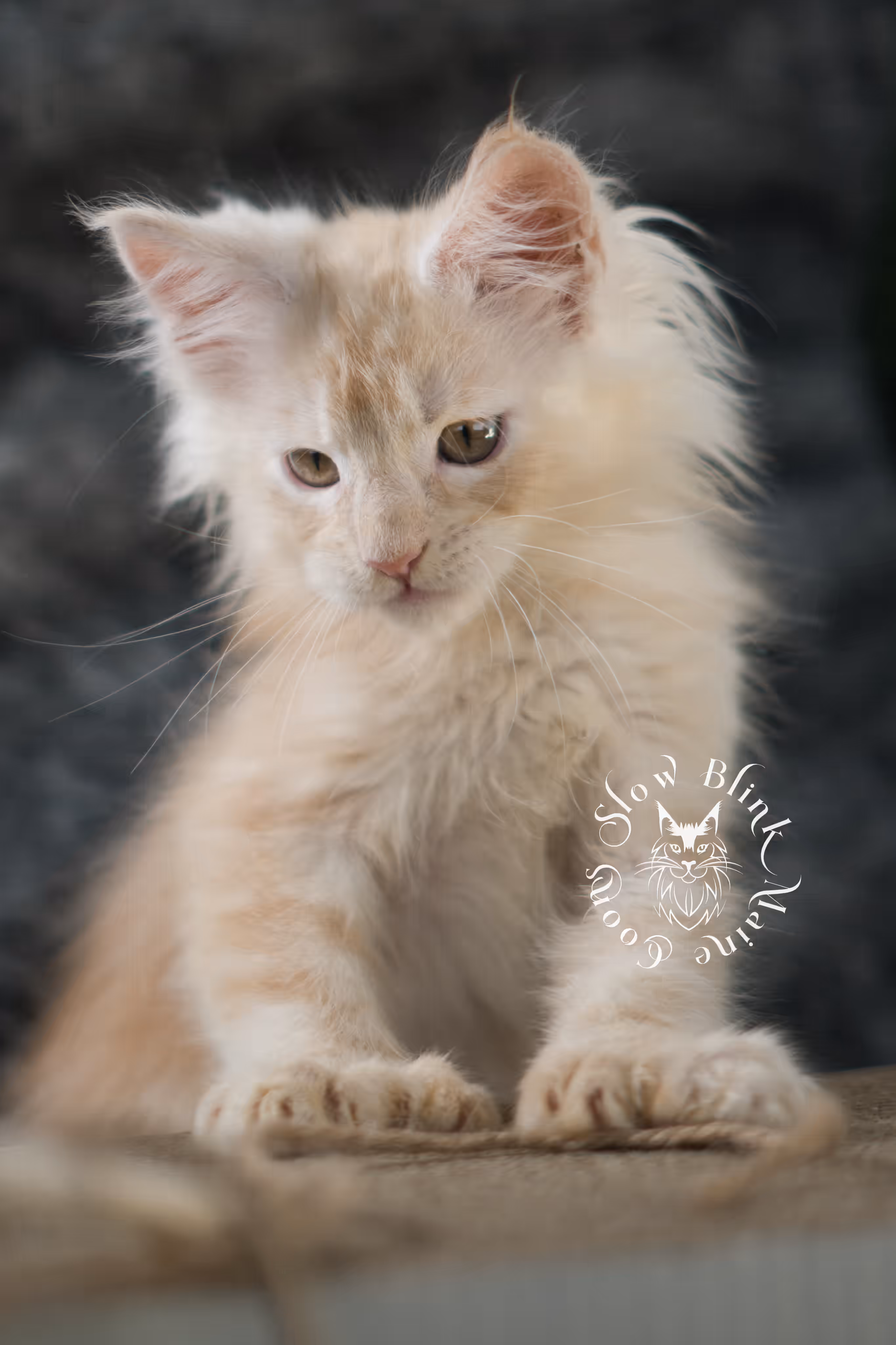high silver red | maine coon kitten | male | ems code mcp ds 22 | taken apr 10 2025 | age 9 weeks old | poly High Silver Red Maine Coon Kittens > high silver red | maine coon kitten | male | ems code mcp ds 22 | taken apr 10 2025 | age 9 weeks old | poly | idx 02 2