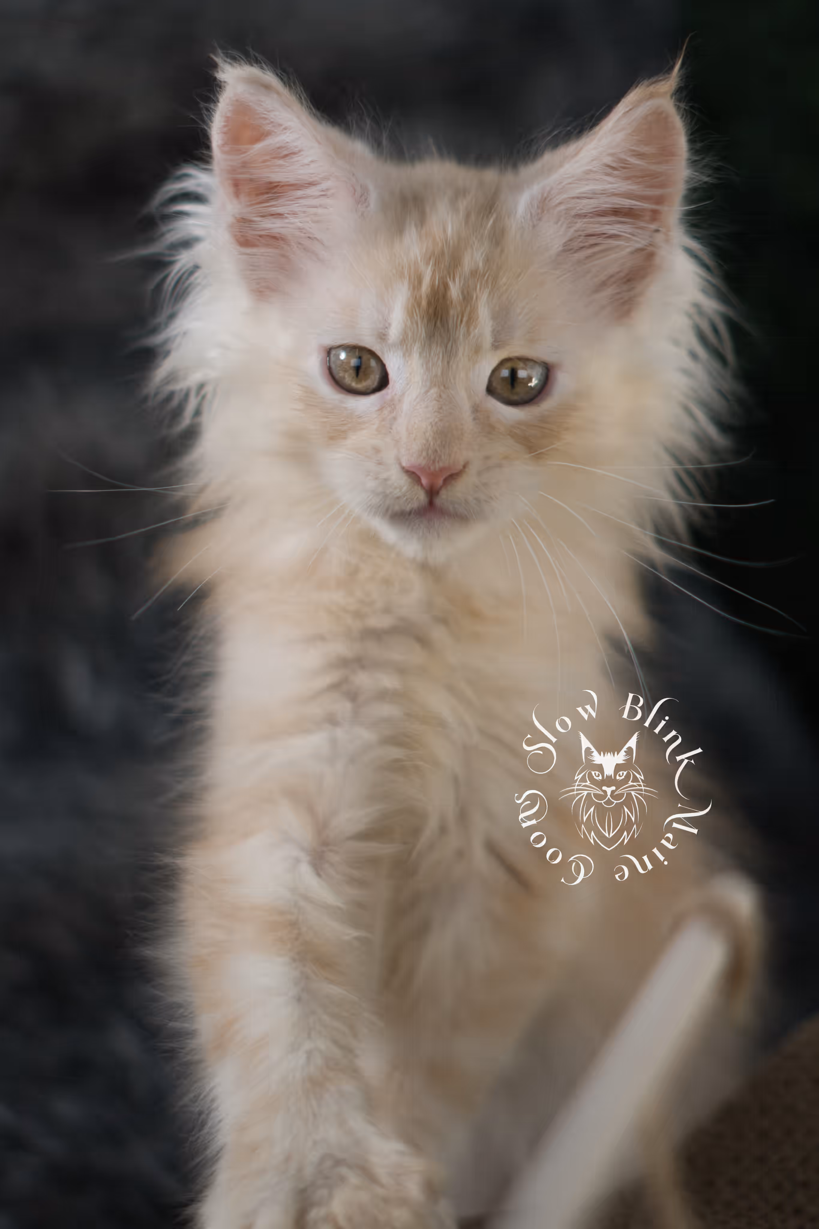 high silver red | maine coon kitten | male | ems code mcp ds 22 | taken apr 10 2025 | age 9 weeks old | poly High Silver Red Maine Coon Kittens > high silver red | maine coon kitten | male | ems code mcp ds 22 | taken apr 10 2025 | age 9 weeks old | poly | idx 03 2