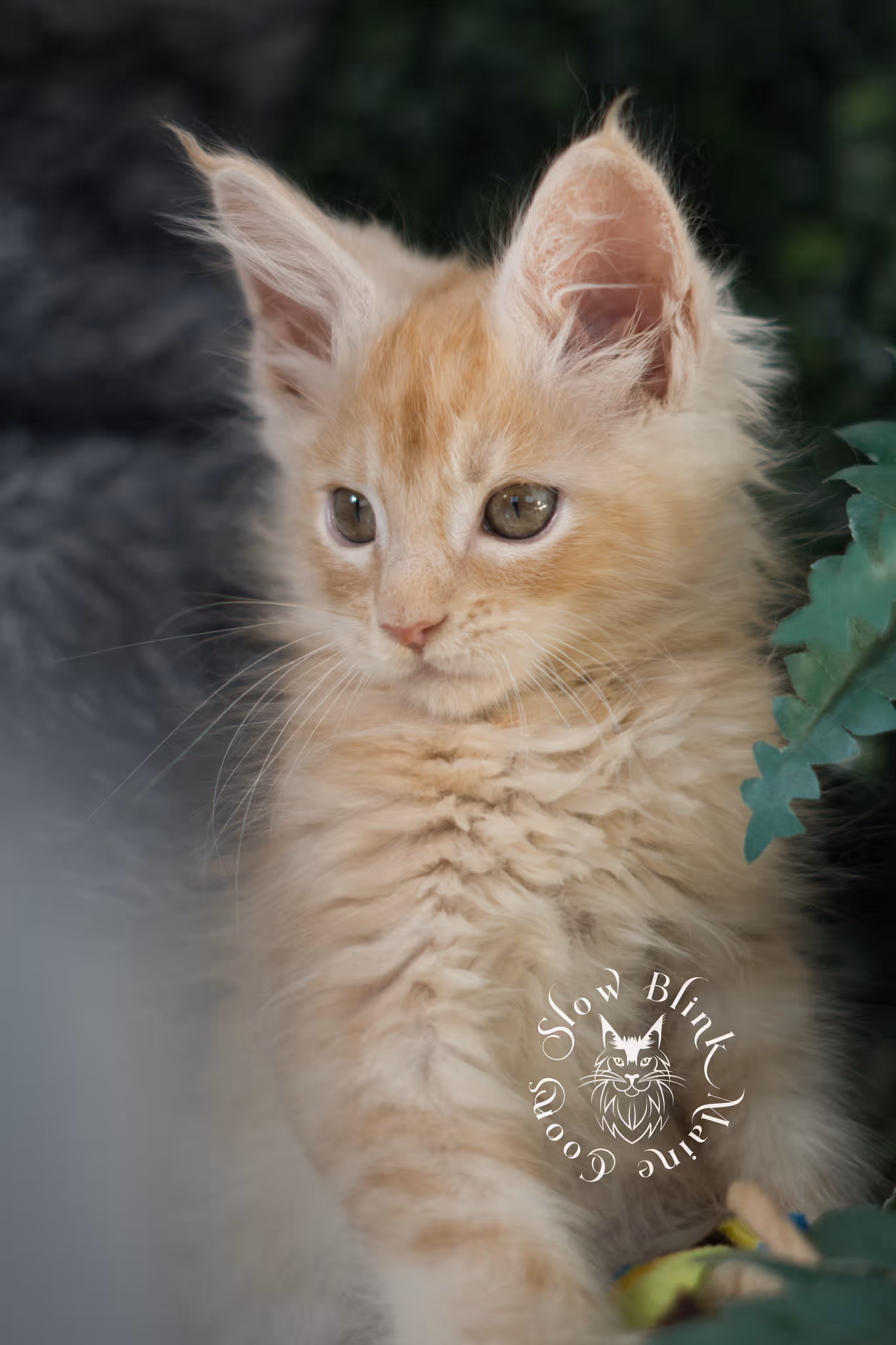 high silver red | maine coon kitten | male | ems code mcp ds 22 | taken apr 10 2025 | age 9 weeks old | poly High Silver Red Maine Coon Kittens > high silver red | maine coon kitten | male | ems code mcp ds 22 | taken apr 10 2025 | age 9 weeks old | poly | idx 04 1