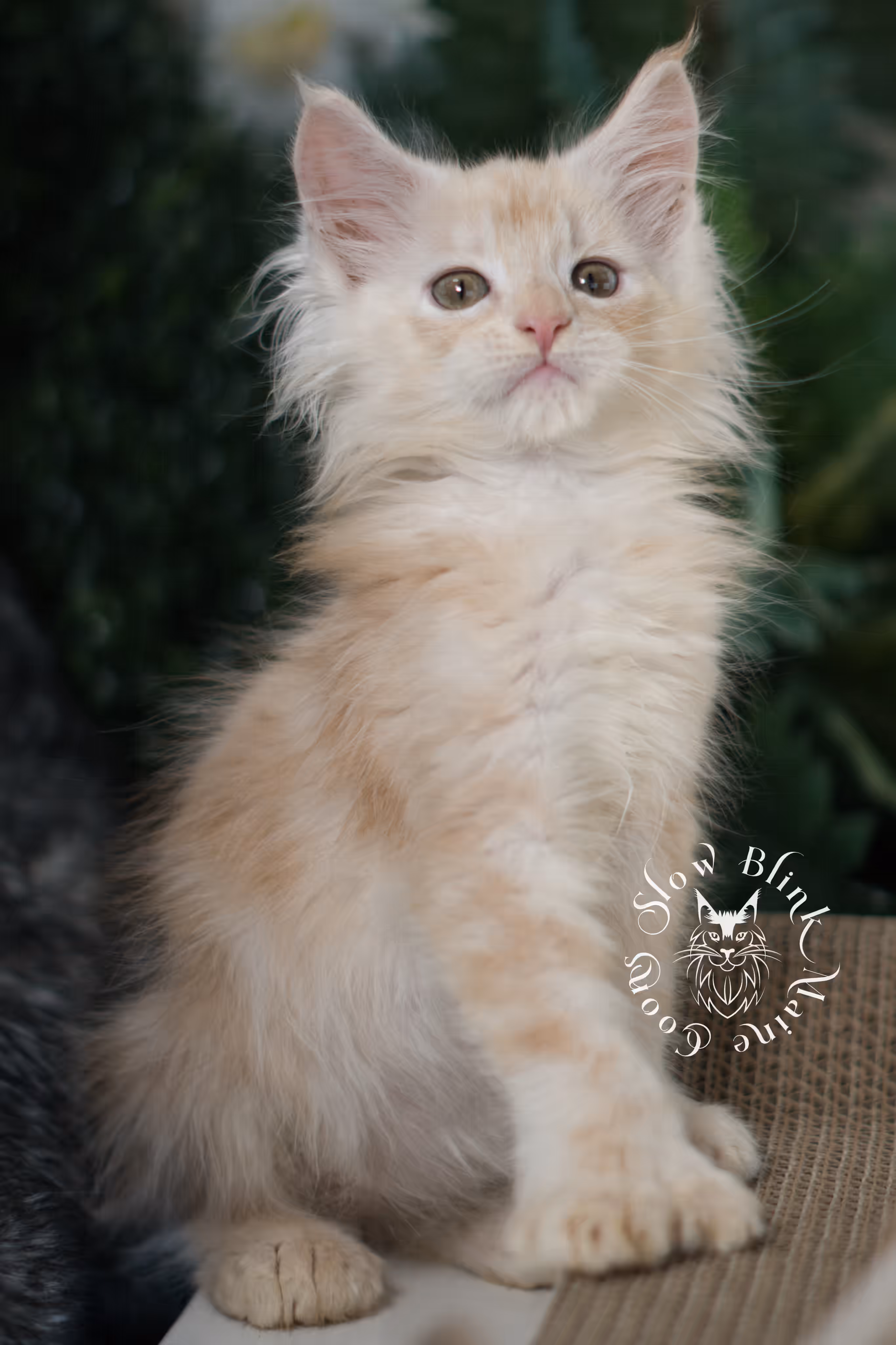 high silver red | maine coon kitten | male | ems code mcp ds 22 | taken apr 10 2025 | age 9 weeks old | poly High Silver Red Maine Coon Kittens > high silver red | maine coon kitten | male | ems code mcp ds 22 | taken apr 10 2025 | age 9 weeks old | poly | idx 04 2