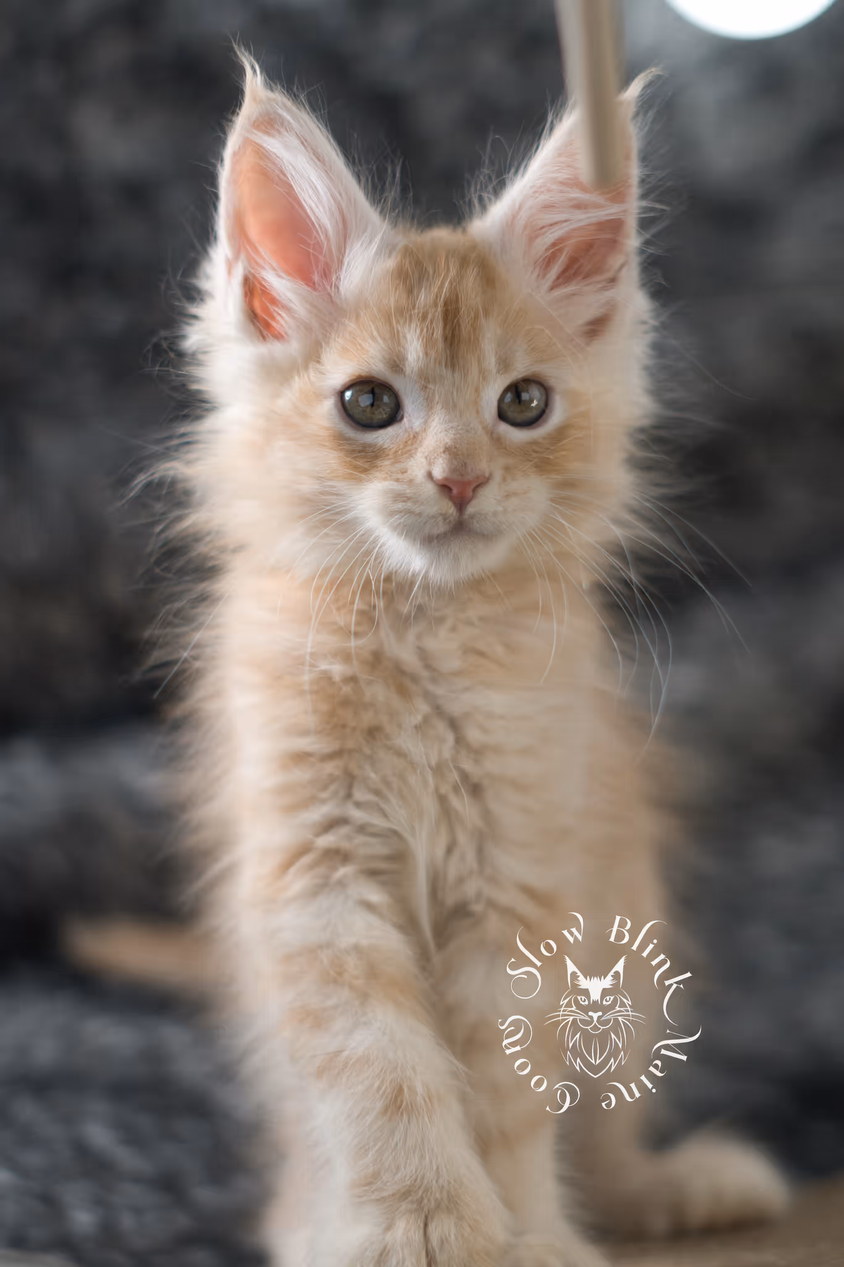 high silver red | maine coon kitten | male | ems code mcp ds 22 | taken apr 10 2025 | age 9 weeks old | poly High Silver Red Maine Coon Kittens > high silver red | maine coon kitten | male | ems code mcp ds 22 | taken apr 10 2025 | age 9 weeks old | poly | idx 05 1