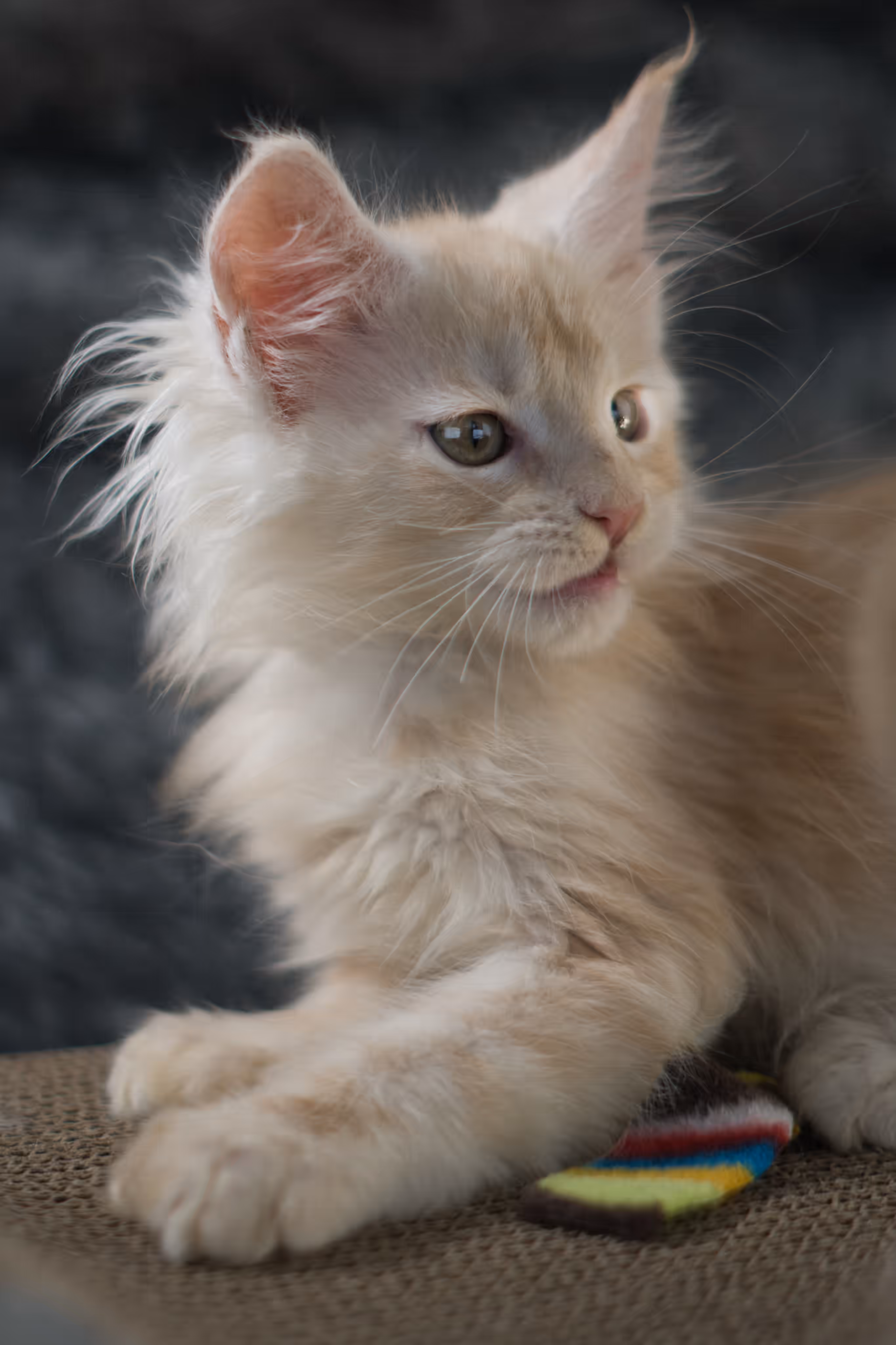 high silver red | maine coon kitten | male | ems code mcp ds 22 | taken apr 10 2025 | age 9 weeks old | poly High Silver Red Maine Coon Kittens > high silver red | maine coon kitten | male | ems code mcp ds 22 | taken apr 10 2025 | age 9 weeks old | poly | idx 05 2