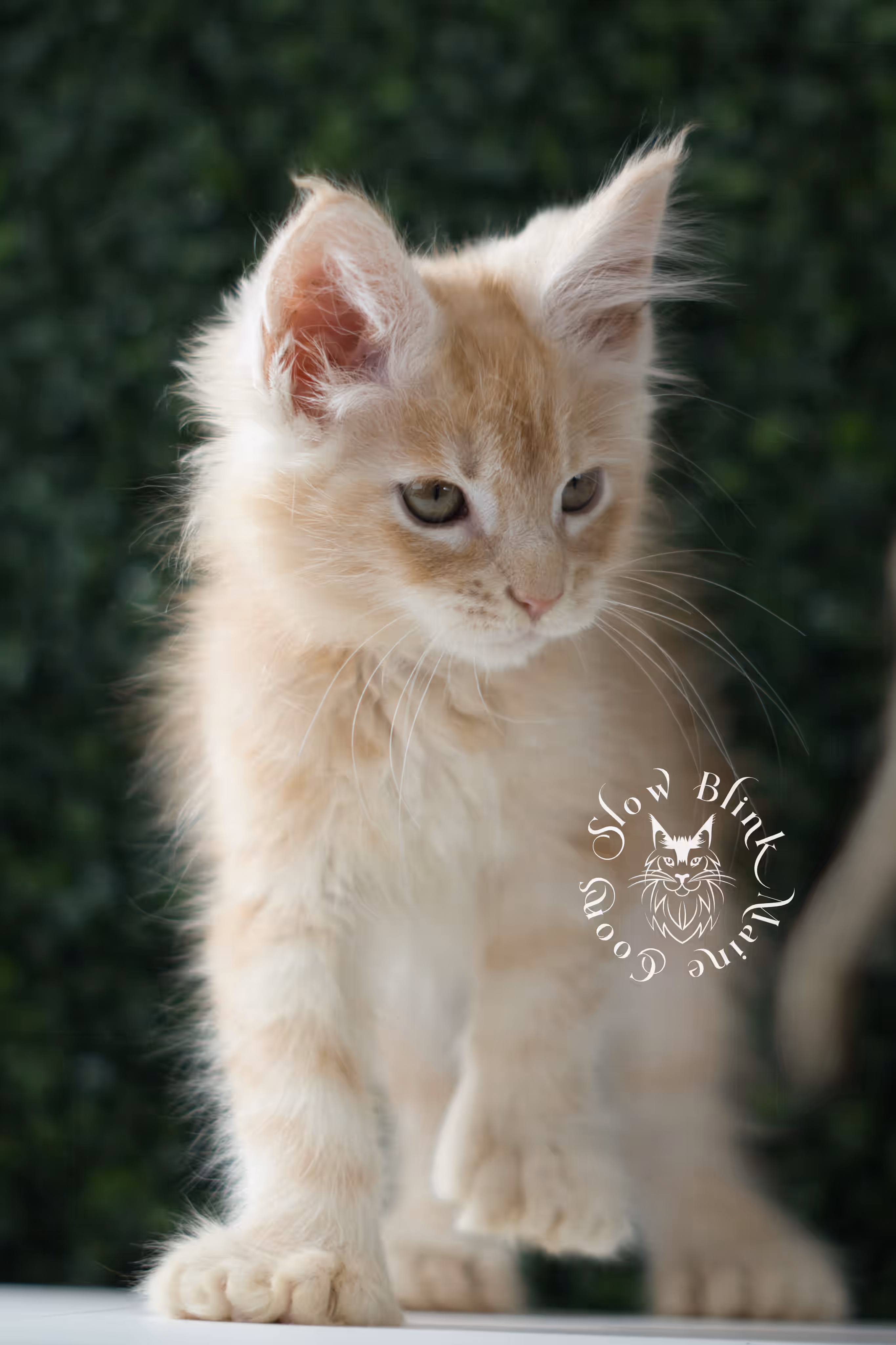 high silver red | maine coon kitten | male | ems code mcp ds 22 | taken apr 10 2025 | age 9 weeks old | poly High Silver Red Maine Coon Kittens > high silver red | maine coon kitten | male | ems code mcp ds 22 | taken apr 10 2025 | age 9 weeks old | poly | idx 05