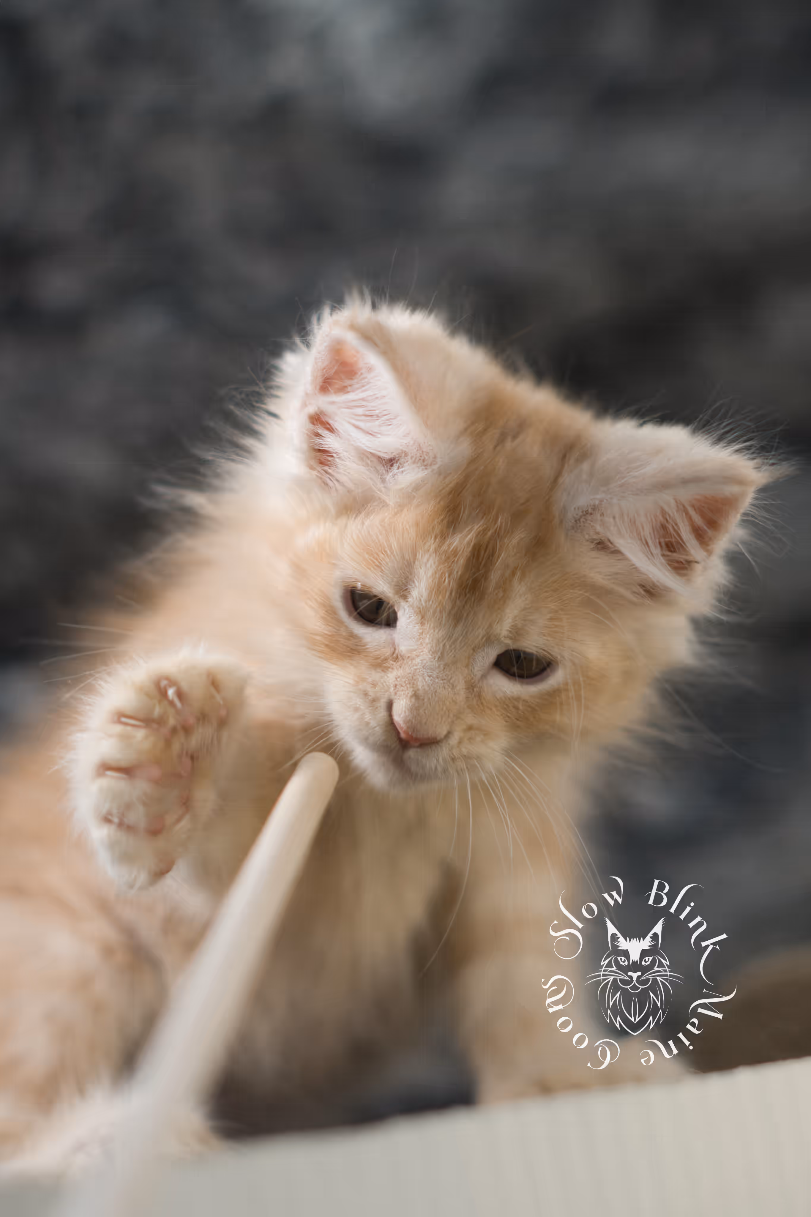 high silver red | maine coon kitten | male | ems code mcp ds 22 | taken apr 10 2025 | age 9 weeks old | poly High Silver Red Maine Coon Kittens > high silver red | maine coon kitten | male | ems code mcp ds 22 | taken apr 10 2025 | age 9 weeks old | poly | idx 06 1