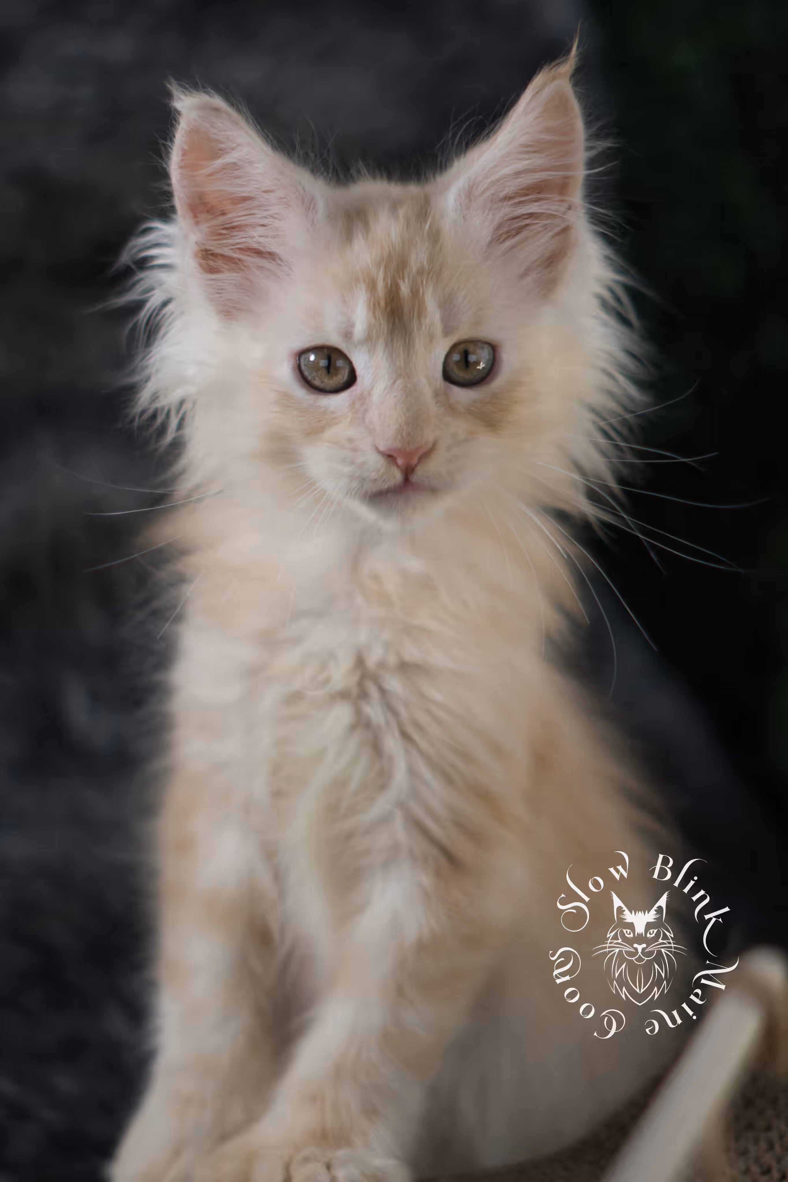 high silver red | maine coon kitten | male | ems code mcp ds 22 | taken apr 10 2025 | age 9 weeks old | poly High Silver Red Maine Coon Kittens > high silver red | maine coon kitten | male | ems code mcp ds 22 | taken apr 10 2025 | age 9 weeks old | poly | idx 06 2