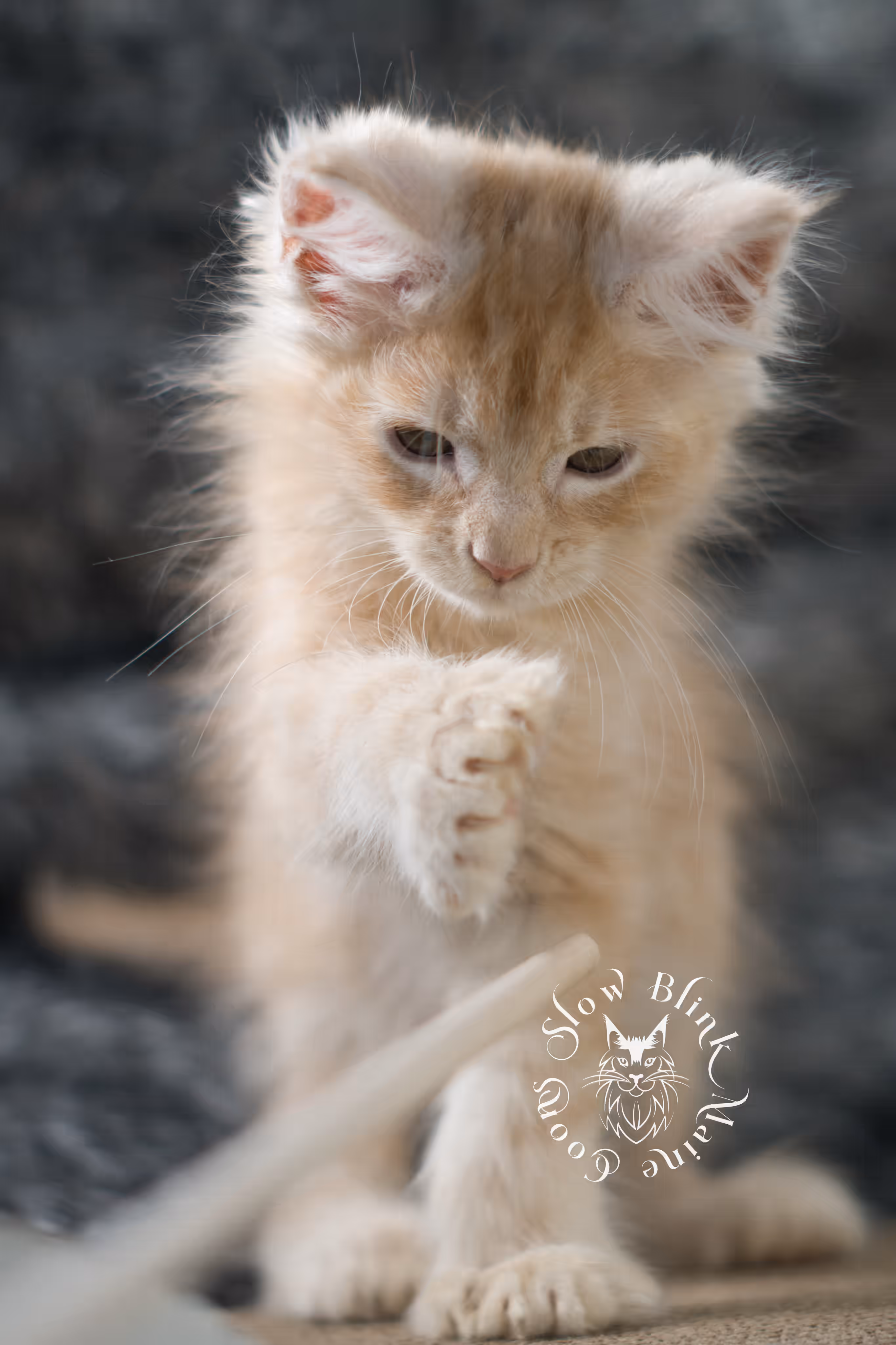 high silver red | maine coon kitten | male | ems code mcp ds 22 | taken apr 10 2025 | age 9 weeks old | poly High Silver Red Maine Coon Kittens > high silver red | maine coon kitten | male | ems code mcp ds 22 | taken apr 10 2025 | age 9 weeks old | poly | idx 07 1