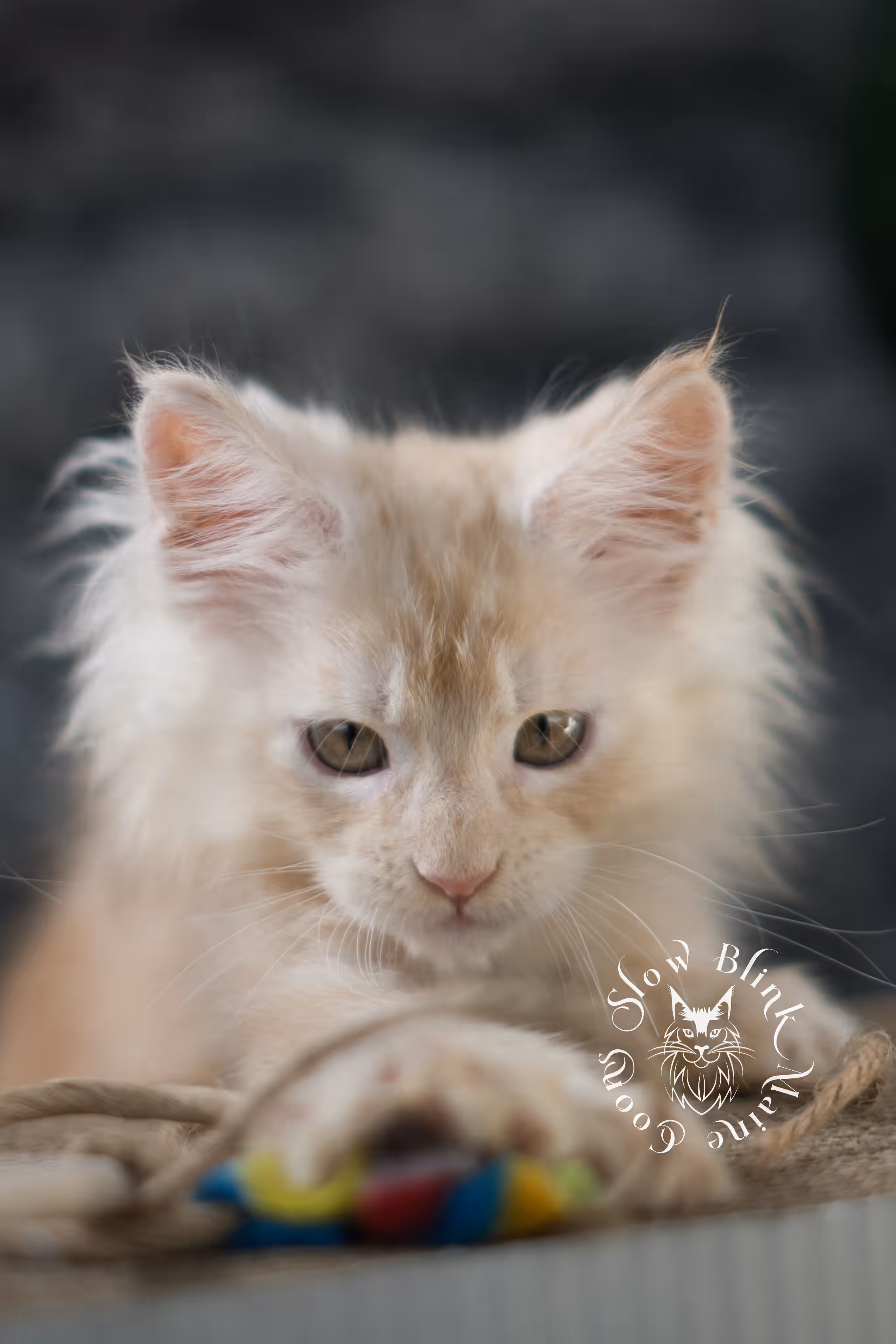 high silver red | maine coon kitten | male | ems code mcp ds 22 | taken apr 10 2025 | age 9 weeks old | poly High Silver Red Maine Coon Kittens > high silver red | maine coon kitten | male | ems code mcp ds 22 | taken apr 10 2025 | age 9 weeks old | poly | idx 07 2