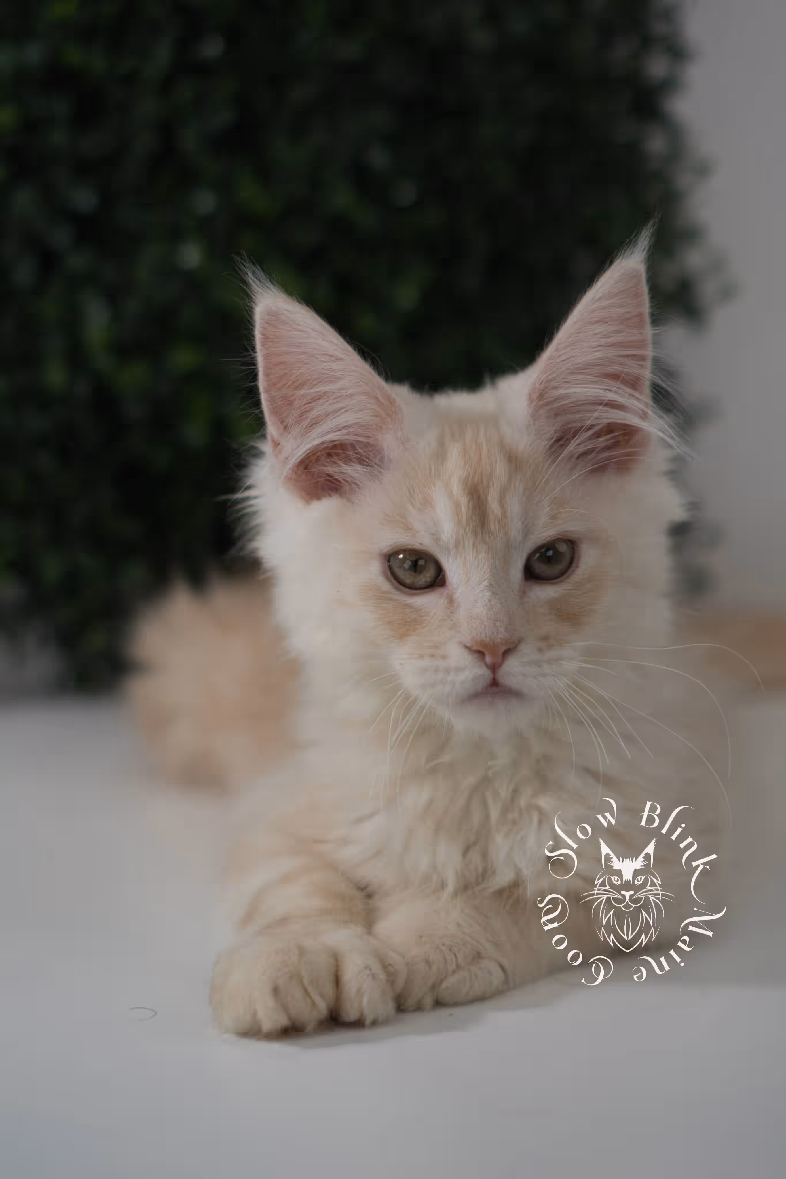 high silver red | maine coon kitten | male | ems code mcp ds 22 | taken jul 23 2025 | age 10 weeks old | poly High Silver Red Maine Coon Kittens > high silver red | maine coon kitten | male | ems code mcp ds 22 | taken jul 23 2025 | age 10 weeks old | poly | idx 01