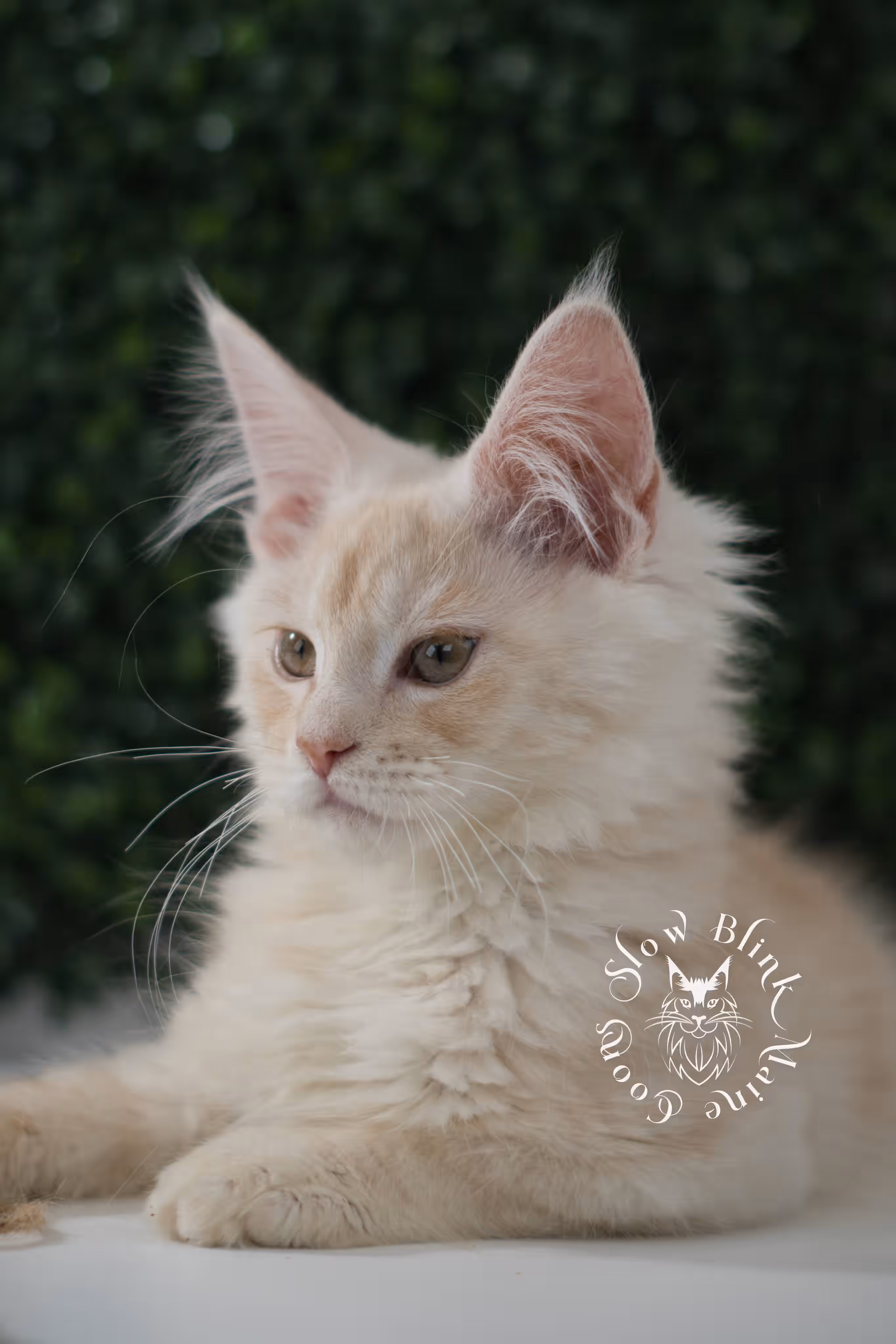 high silver red | maine coon kitten | male | ems code mcp ds 22 | taken jul 23 2025 | age 10 weeks old | poly High Silver Red Maine Coon Kittens > high silver red | maine coon kitten | male | ems code mcp ds 22 | taken jul 23 2025 | age 10 weeks old | poly | idx 02