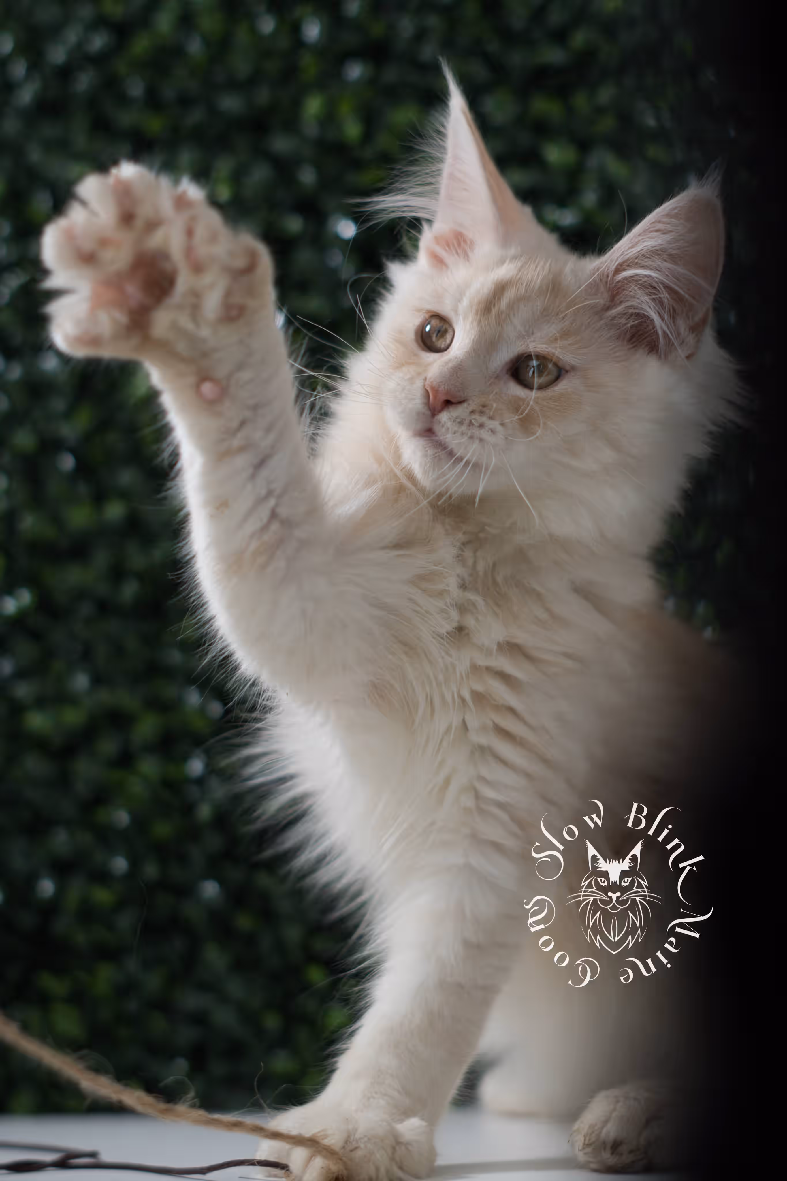 high silver red | maine coon kitten | male | ems code mcp ds 22 | taken jul 23 2025 | age 10 weeks old | poly High Silver Red Maine Coon Kittens > high silver red | maine coon kitten | male | ems code mcp ds 22 | taken jul 23 2025 | age 10 weeks old | poly | idx 03