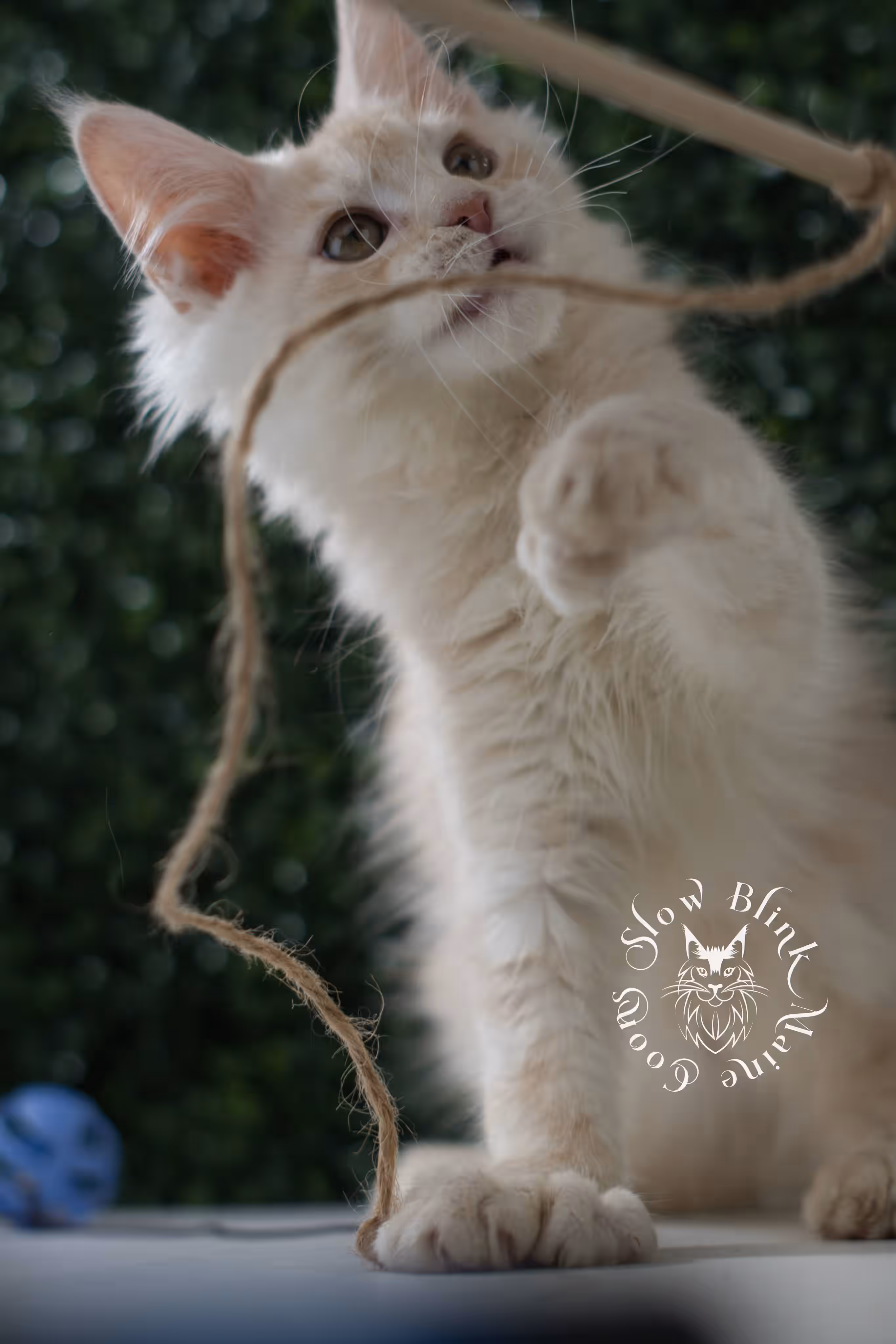 high silver red | maine coon kitten | male | ems code mcp ds 22 | taken jul 23 2025 | age 10 weeks old | poly High Silver Red Maine Coon Kittens > high silver red | maine coon kitten | male | ems code mcp ds 22 | taken jul 23 2025 | age 10 weeks old | poly | idx 04