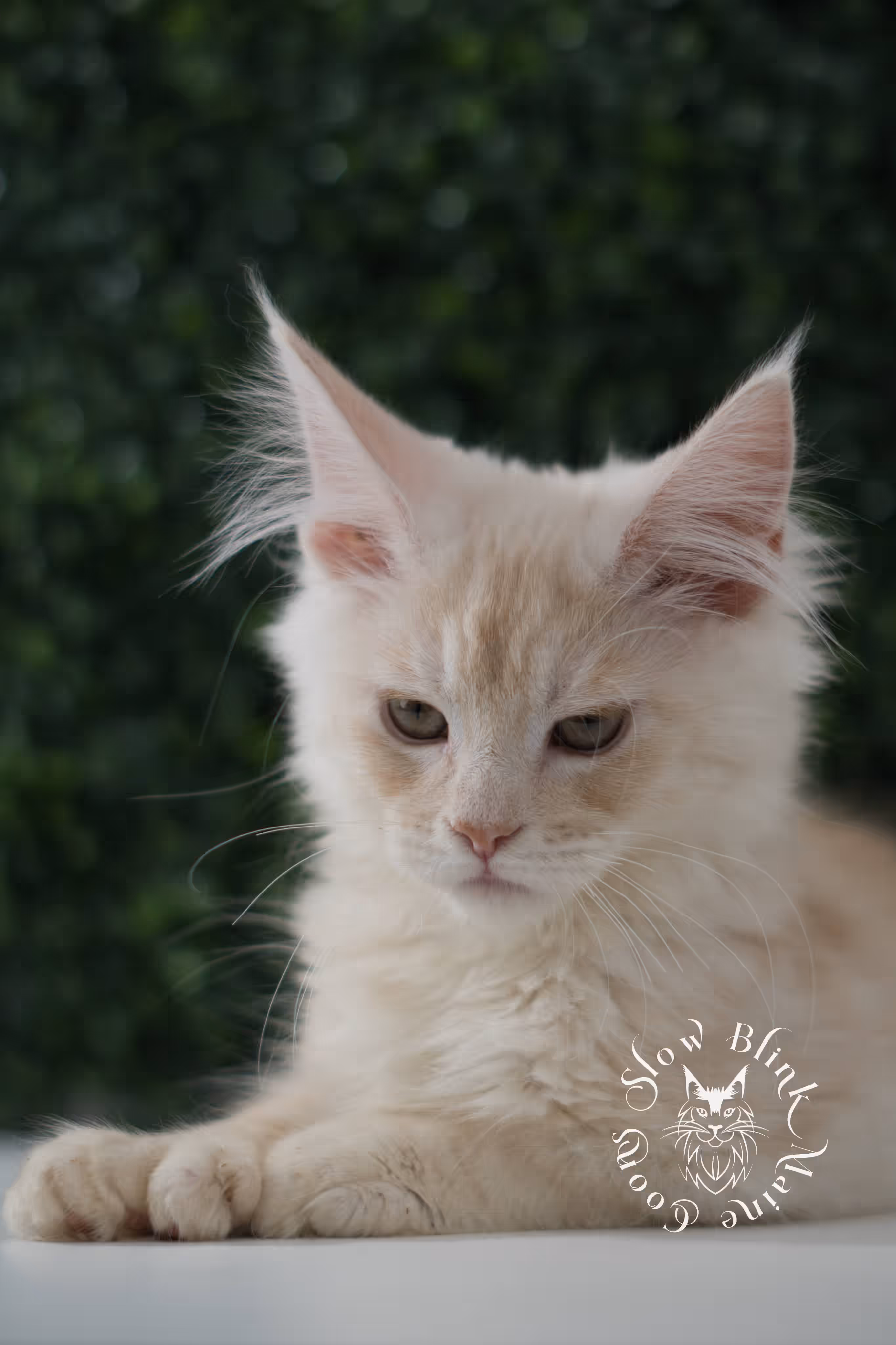 high silver red | maine coon kitten | male | ems code mcp ds 22 | taken jul 23 2025 | age 10 weeks old | poly High Silver Red Maine Coon Kittens > high silver red | maine coon kitten | male | ems code mcp ds 22 | taken jul 23 2025 | age 10 weeks old | poly | idx 05